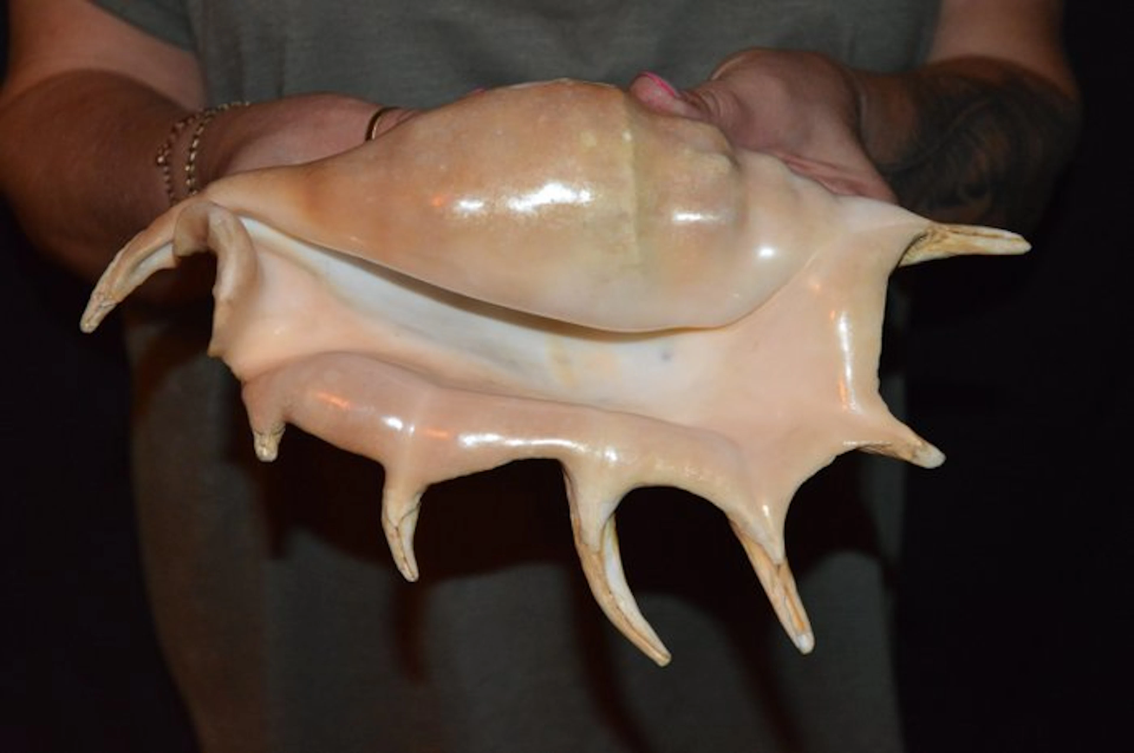 Sea Snail Sea shell - S-389 LAMBIS TRUNCATA (No reserve price)