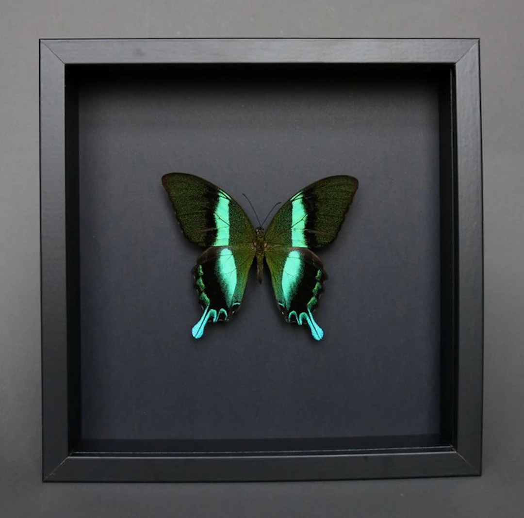 Butterfly Taxidermy full body mount - Papilio blumei - 23...