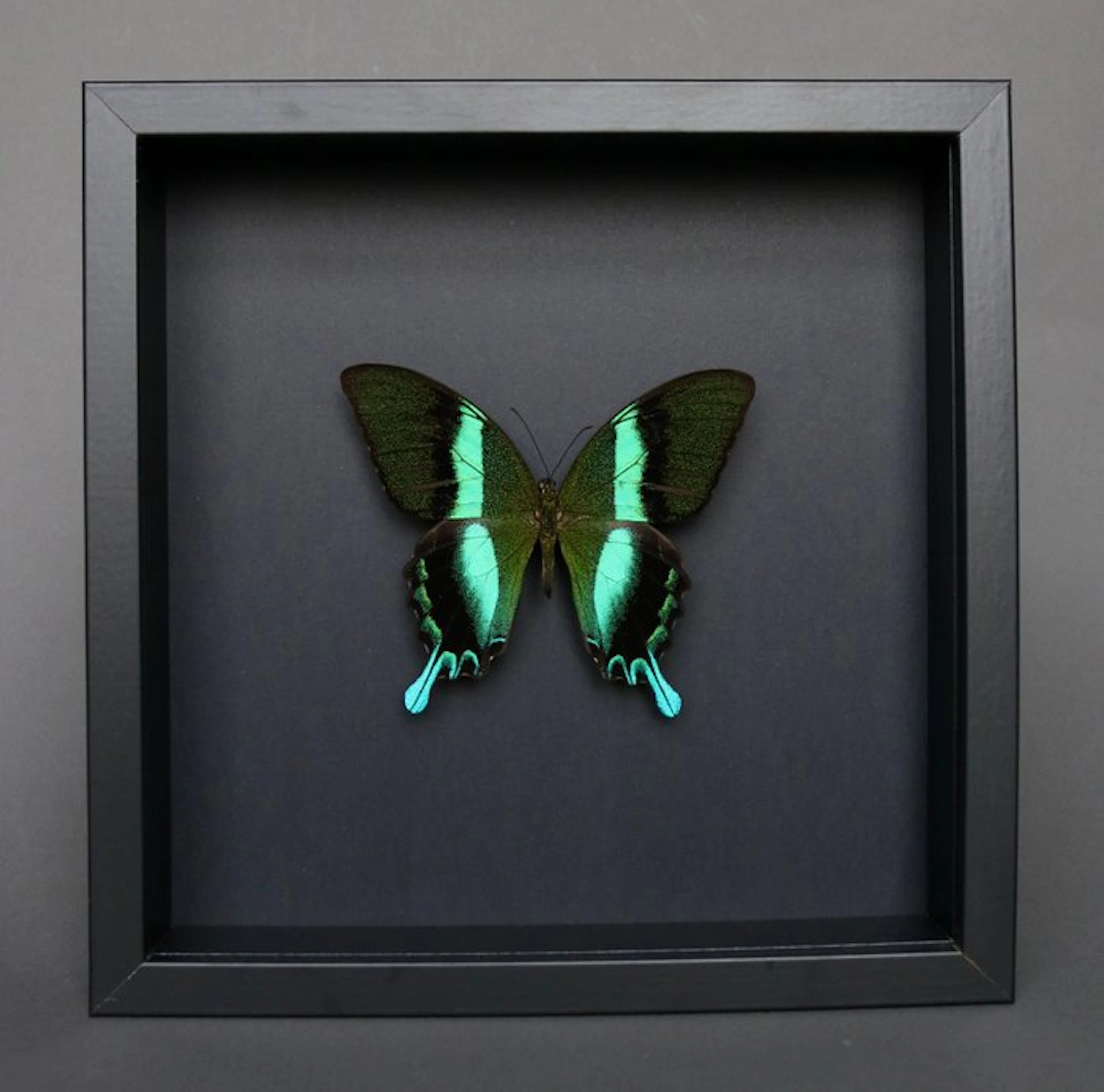 Butterfly Taxidermy full body mount - Papilio blumei - 23...