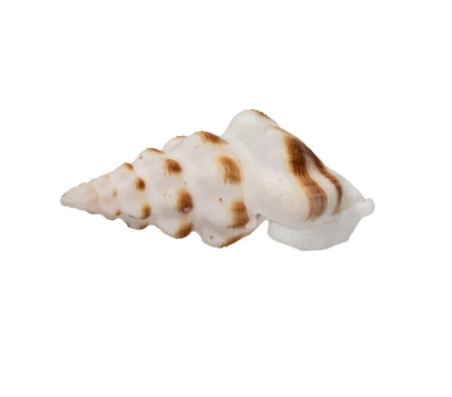 Neodrillia enna (Drillia enna) – 55 mm – Perfect GEM...
