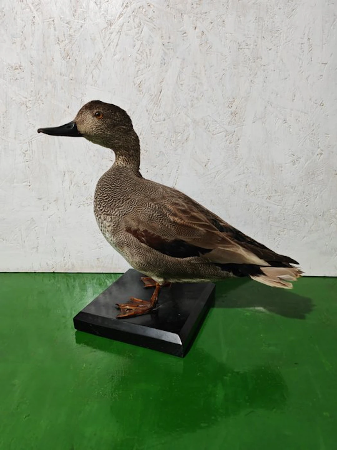 Canapiglia Taxidermy full body mount - Mareca strepera...