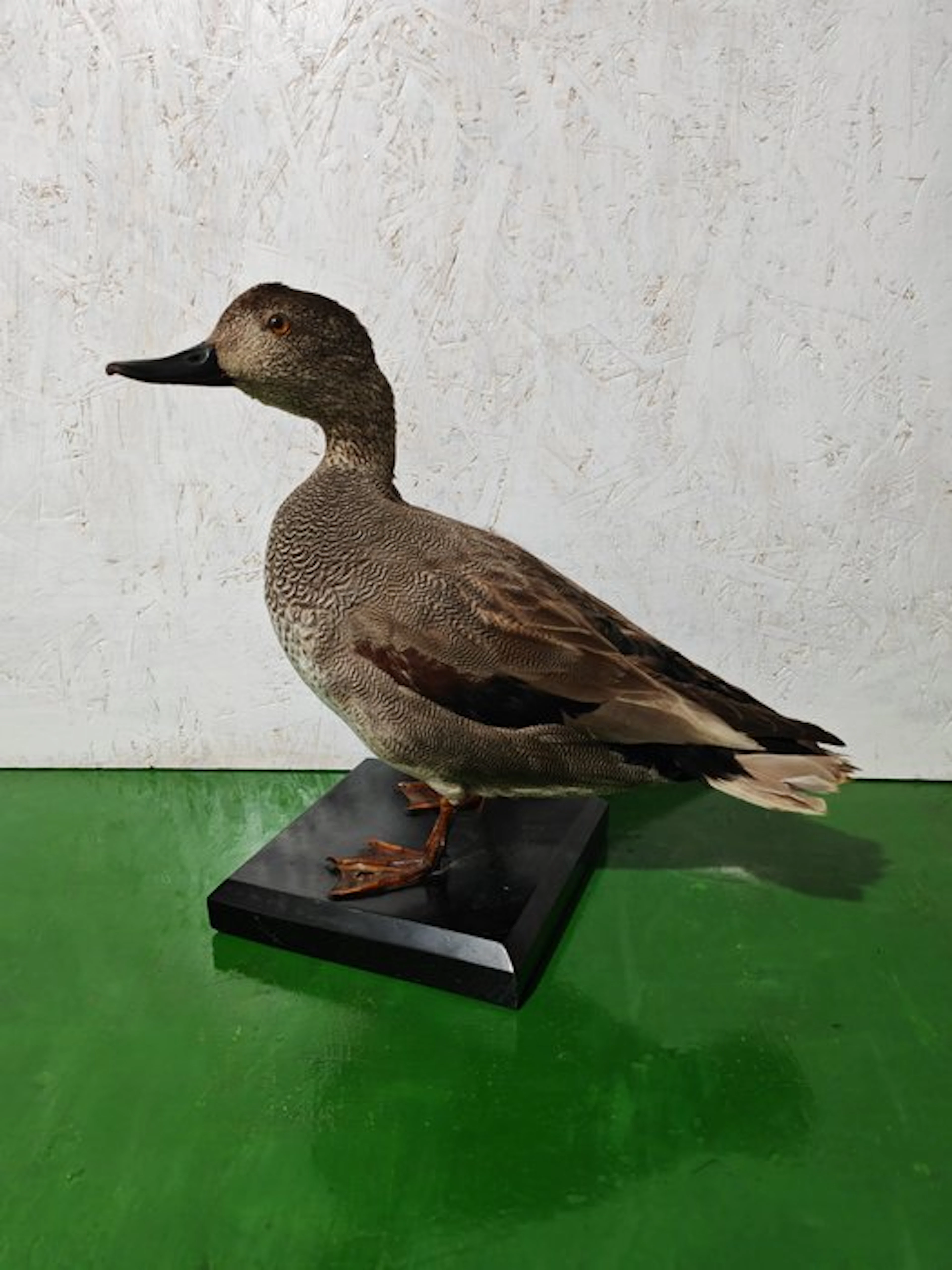 Canapiglia Taxidermy full body mount - Mareca strepera...