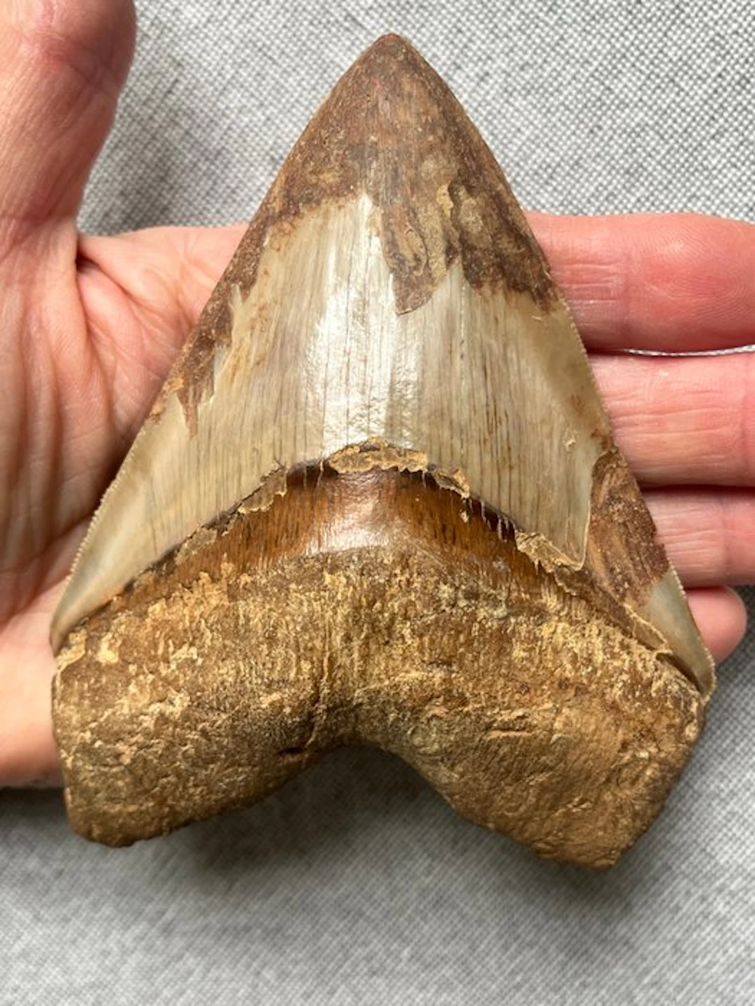 Megalodon tooth 12,4 cm - Fossil tooth - Carcharocles megalodon