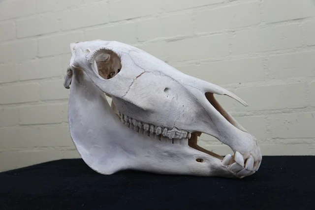 Plains Zebra Skull - Equus quagga - 0 cm - 0 cm - 44 cm- Non-CITES species