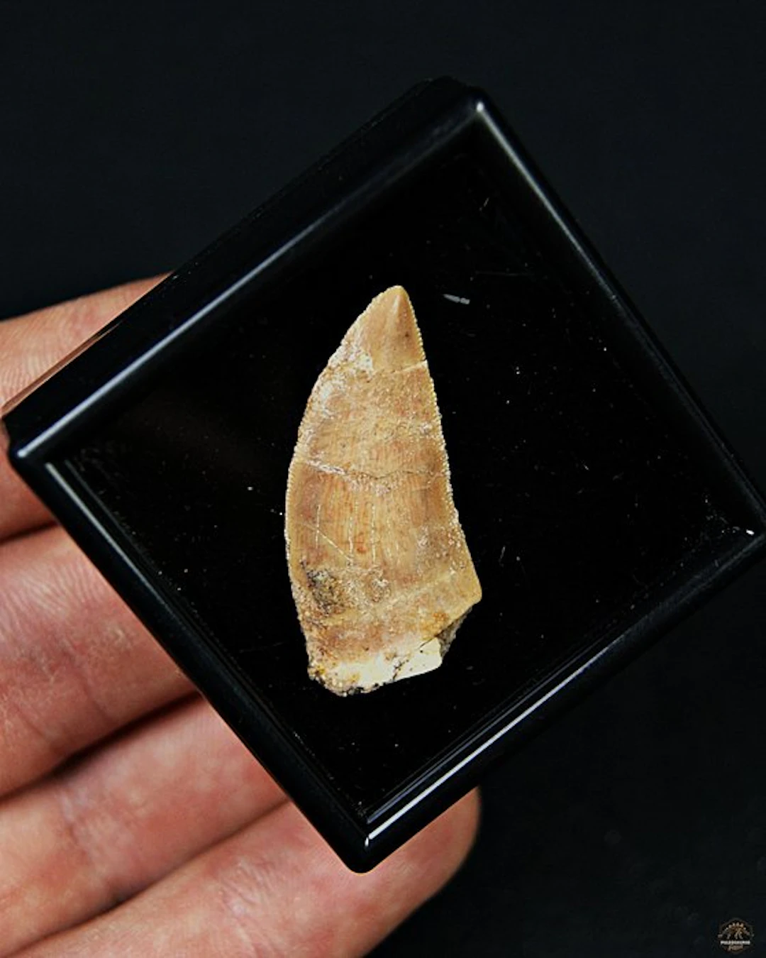 Dinosaur - Fossil tooth - Raptor Abelisaurio especial
