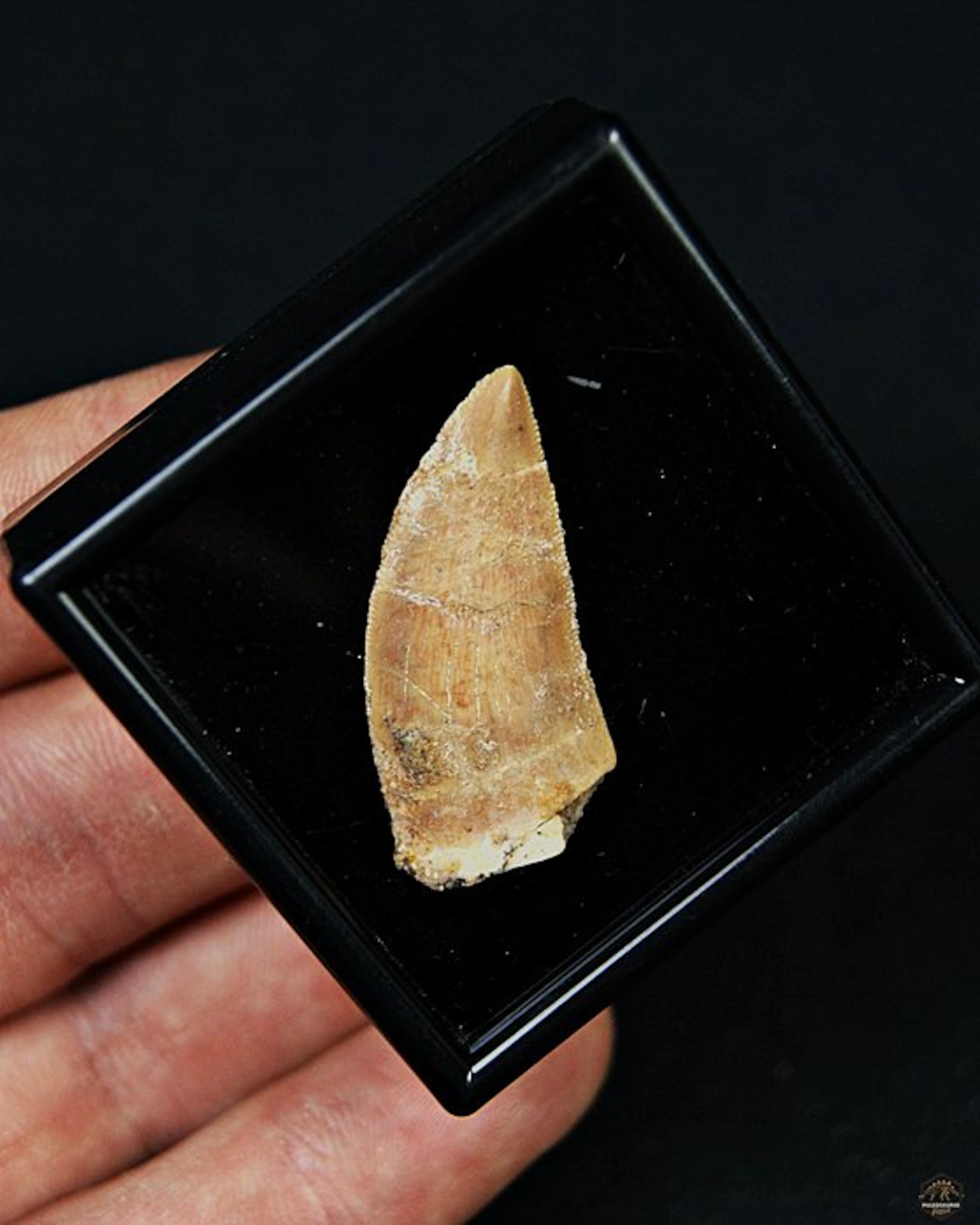 Dinosaur - Fossil tooth - Raptor Abelisaurio especial