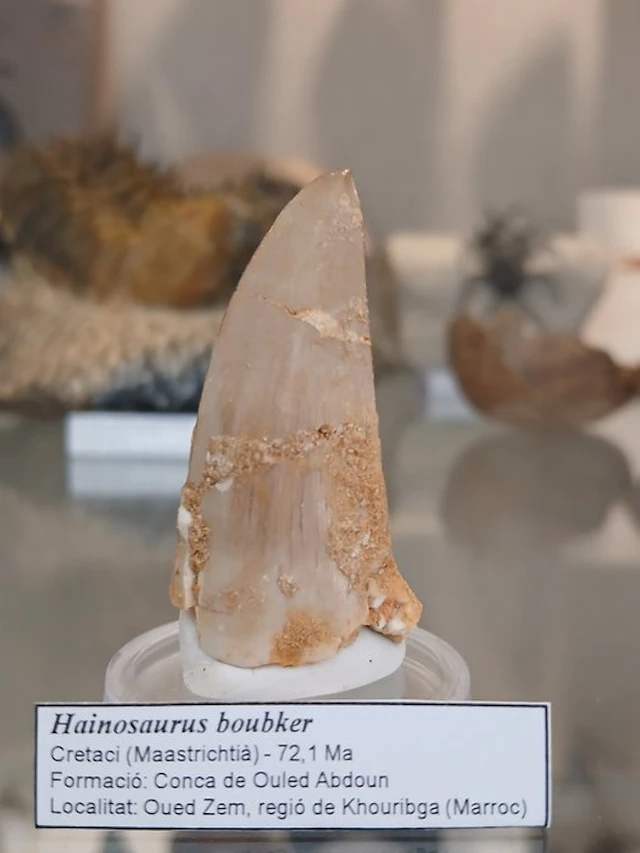 Tylosaurid – Tooth of Hainosaurus boubker – 4.31 cm – An...