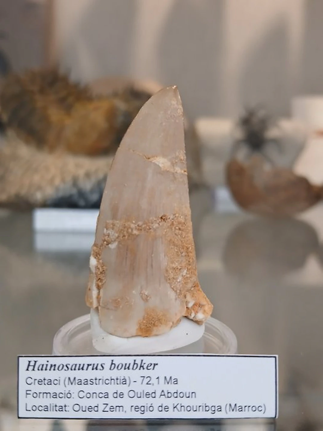 Tylosaurid – Tooth of Hainosaurus boubker – 4.31 cm – An...