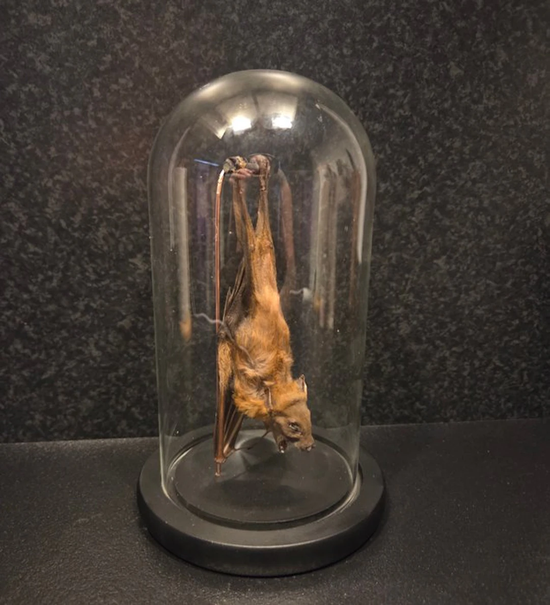 Bat Taxidermy full body mount - Chiroptera - 20 cm - 12...