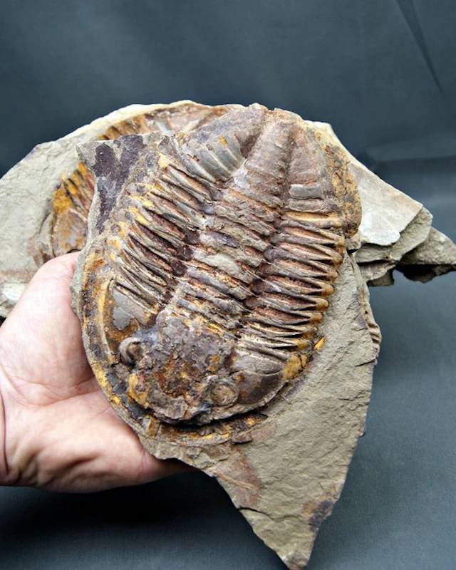 Trilobite - Fossilised animal - Enorme trilobite Asaphus con positivo