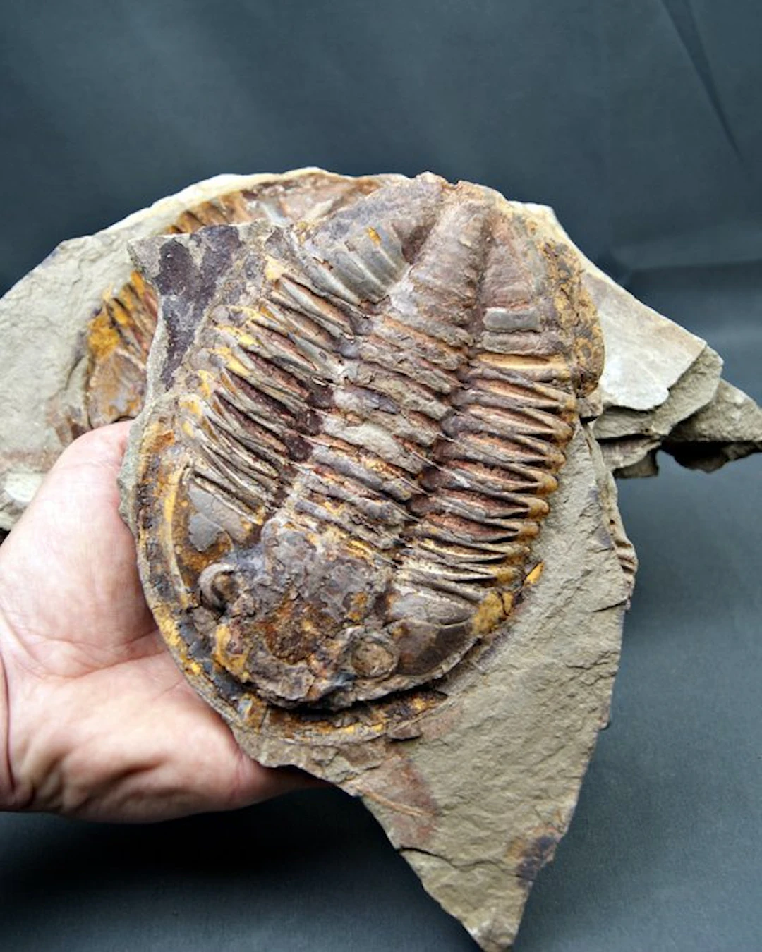Trilobite - Fossilised animal - Enorme trilobite Asaphus con positivo