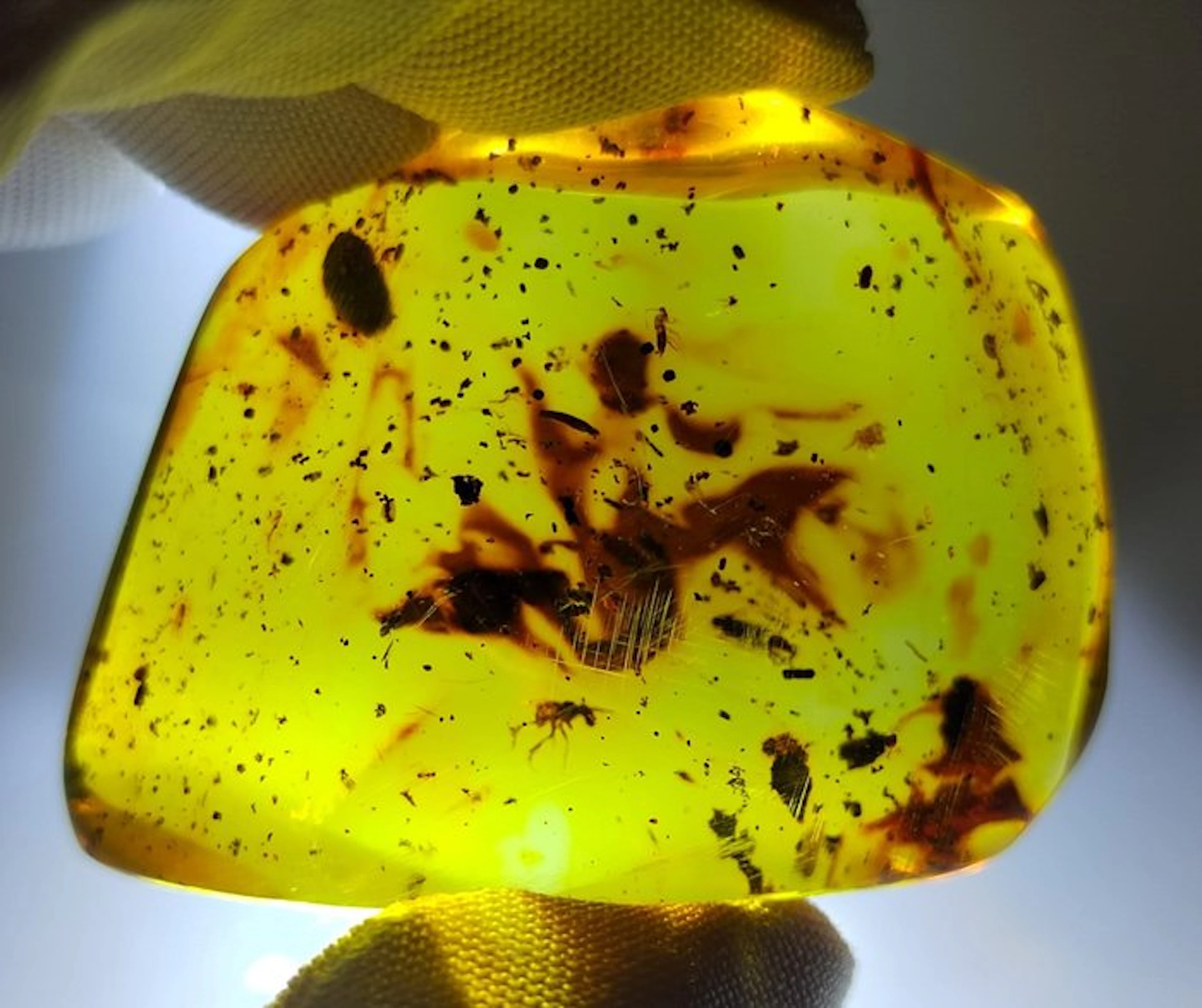 FOSSlL-AMAZING!! Dominican amber- 18.45 g
