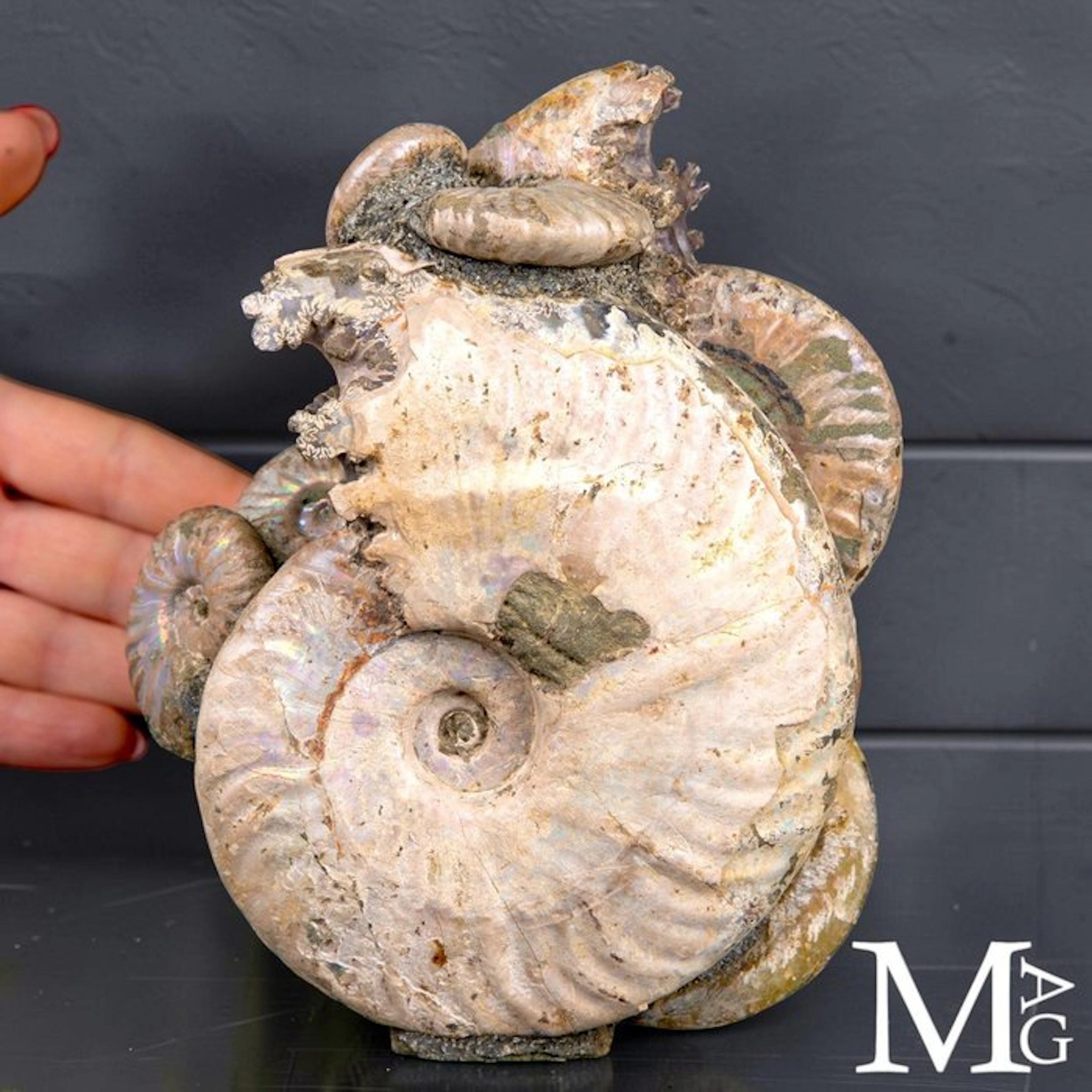 Natural group of Ammonites of the Genus Cleoniceras - Aioloceras Sp