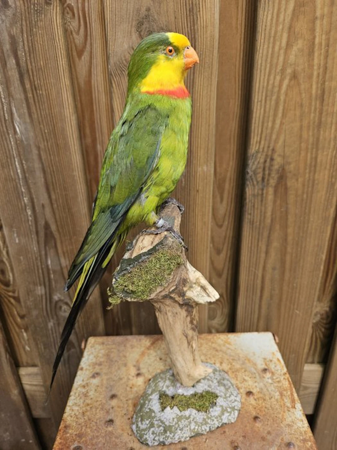 Super beautiful rare barred parakeet Taxidermy full body...