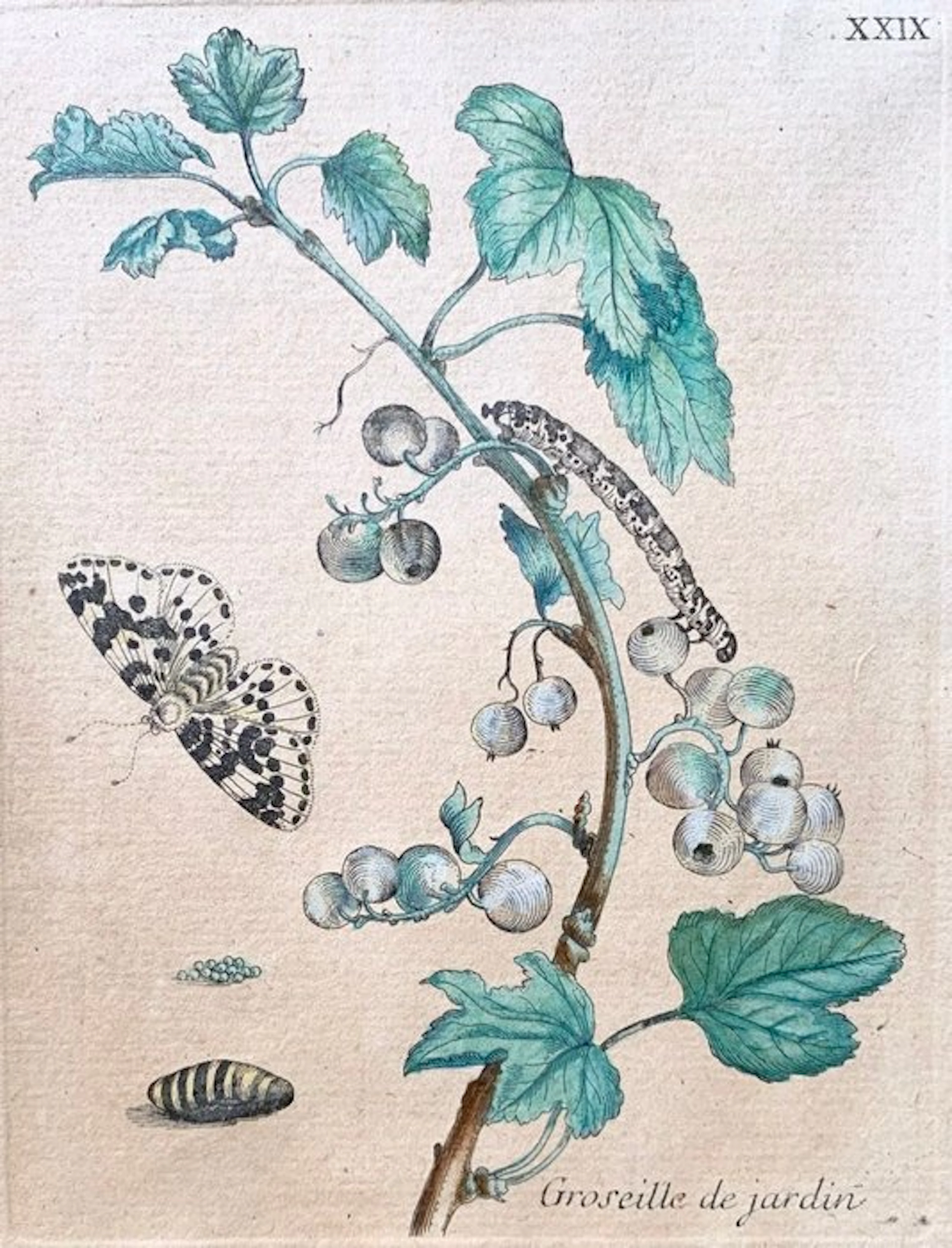 Maria Sibylla Merian (1647–1717) - Groseille de jardin - Ribes nero Originale