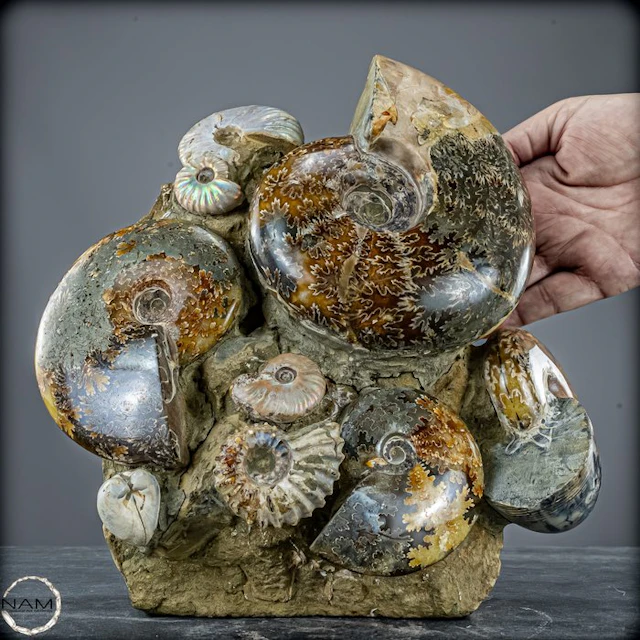 Natural fossil ammonites from the Cretaceous period: Cleoniceras