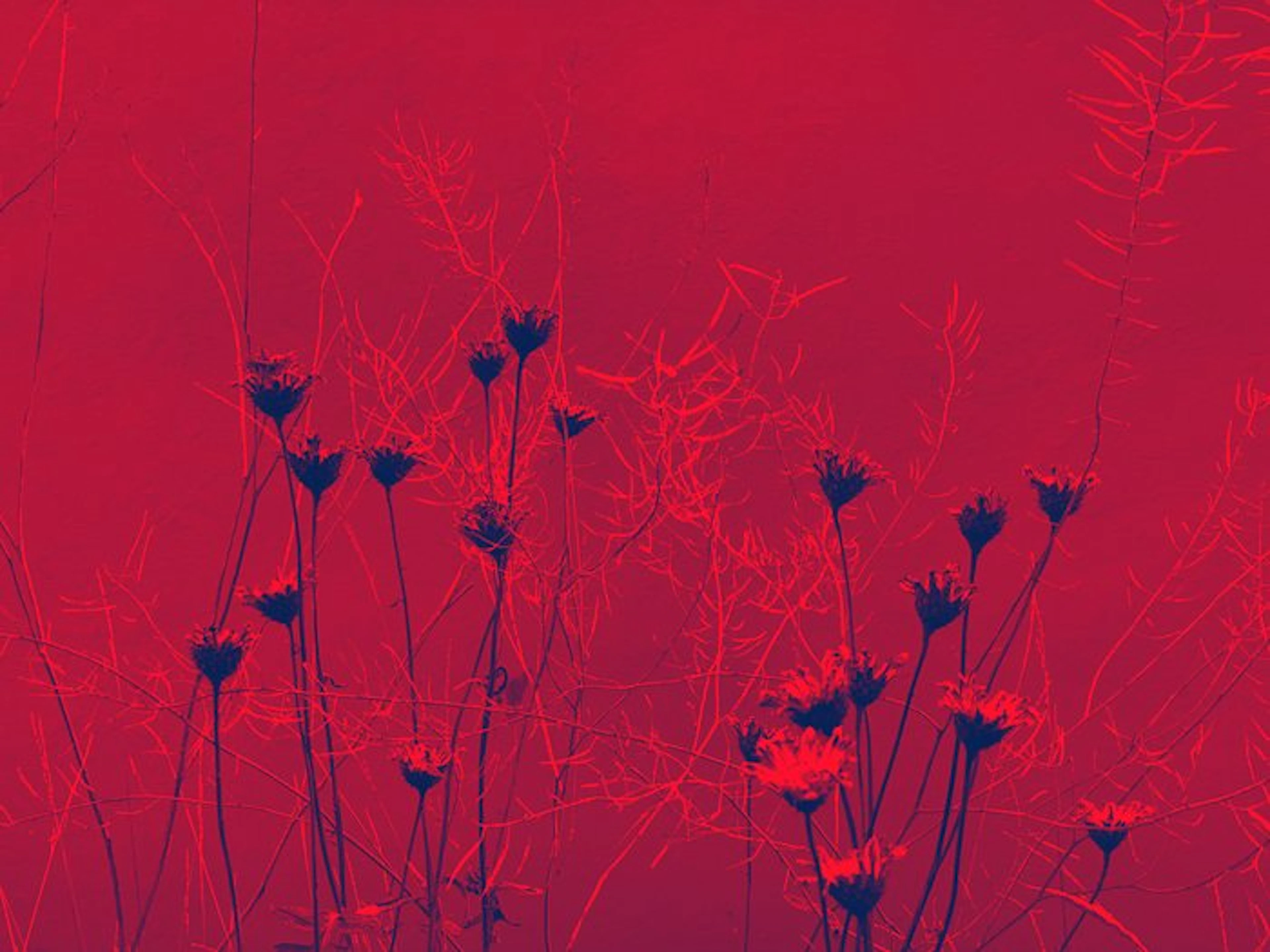 Susana Galbis (XX) - A life in bermellon