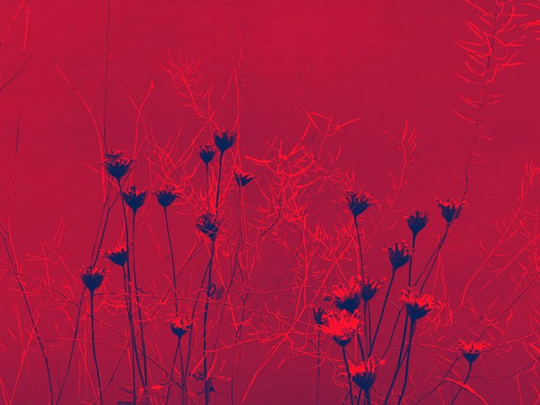 Susana Galbis (XX) - A life in bermellon