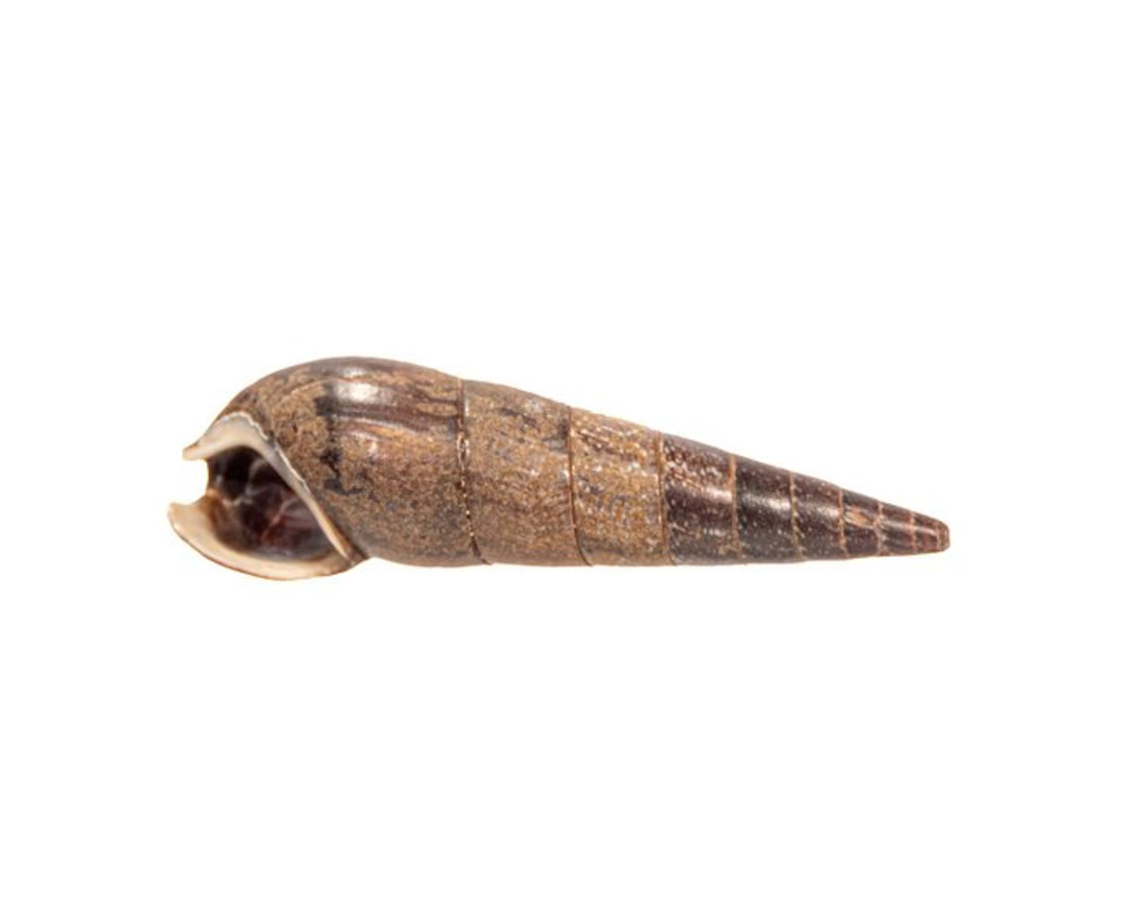 Elegant Black Tower Snail: A massive