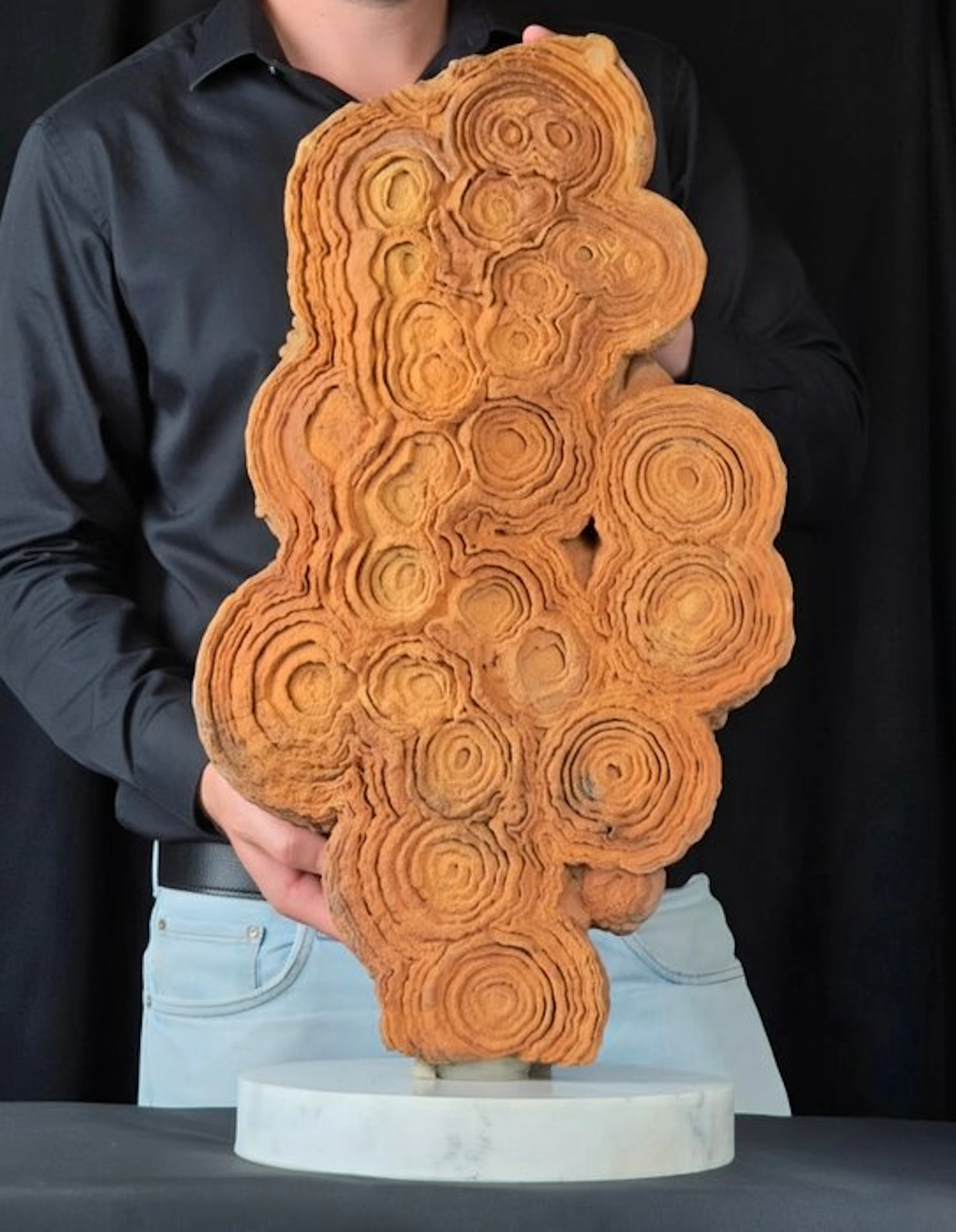 Fossilised animal - Huge stromatolite on Handcraft...