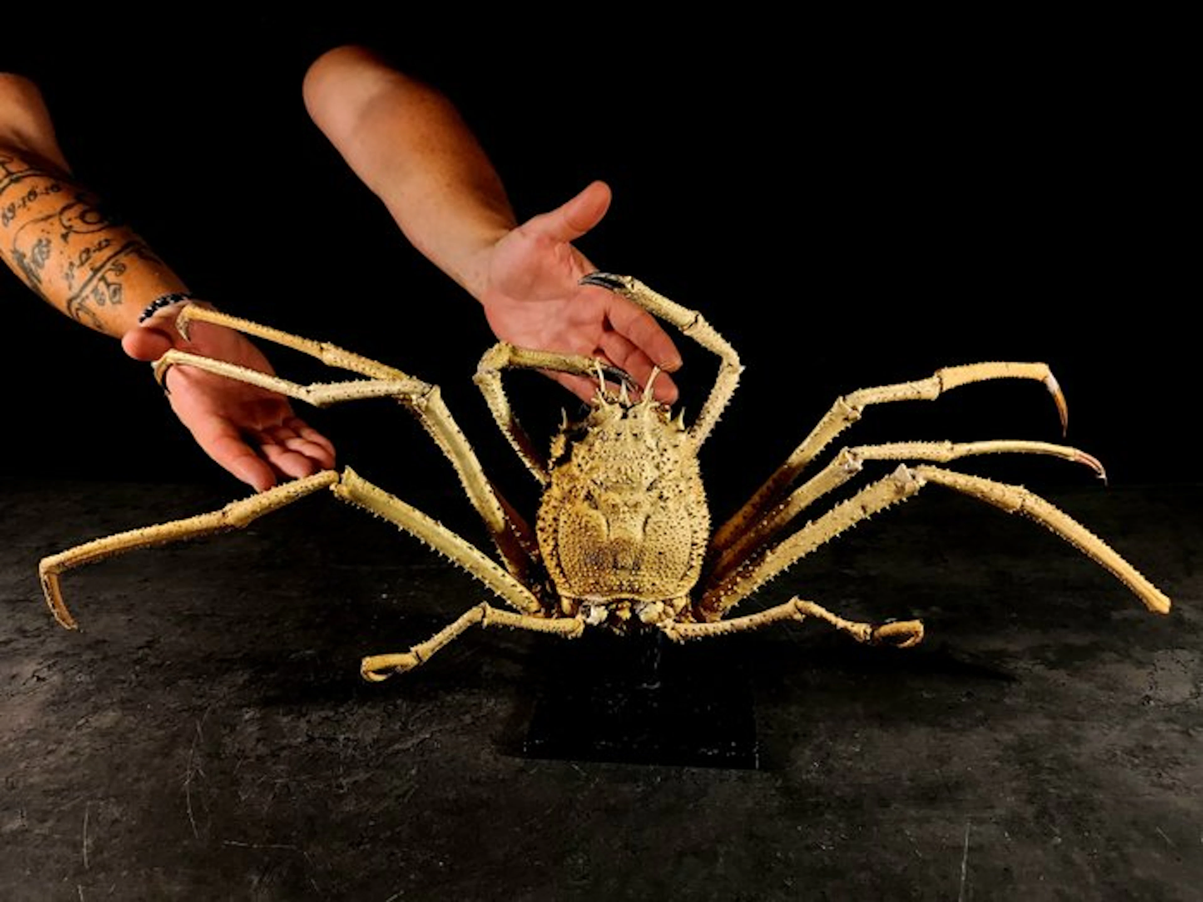 enormous Mediterranean crab Taxidermy full body mount...