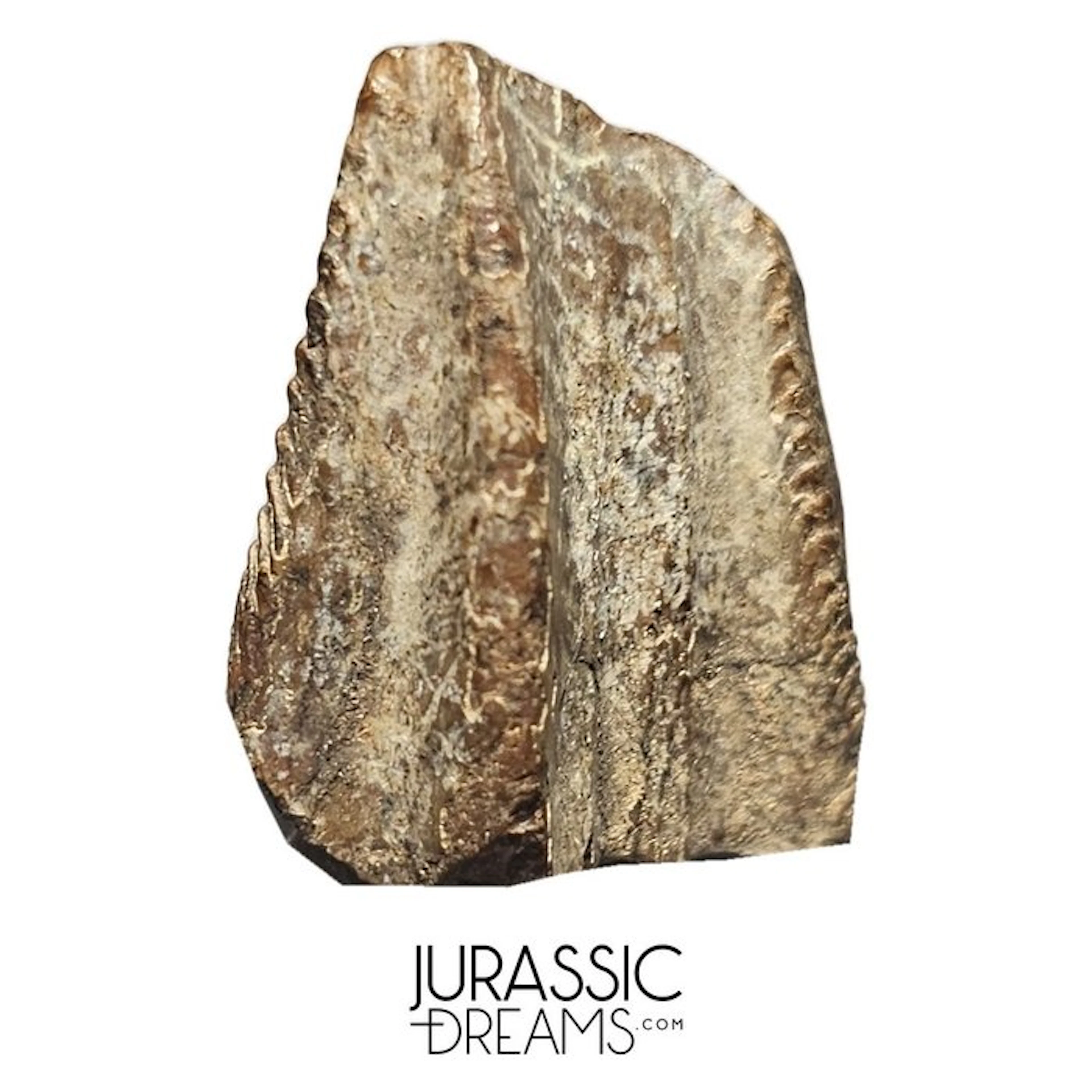 Exceedingly Rare Iguanodontian (cf Elrhazosaurus or...