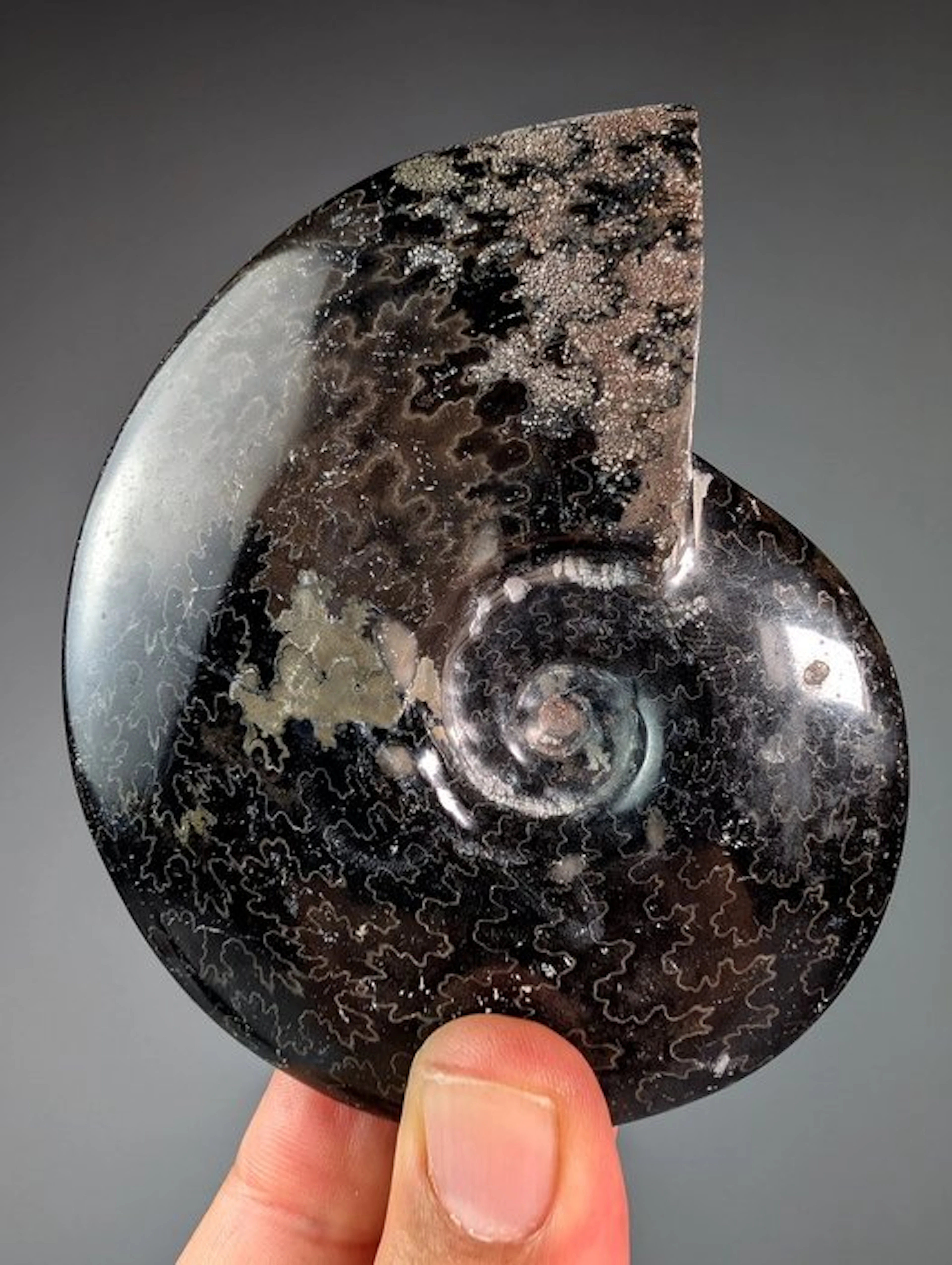 Ammonite with Hematite - Pyrite Traces - Fossilised shell...