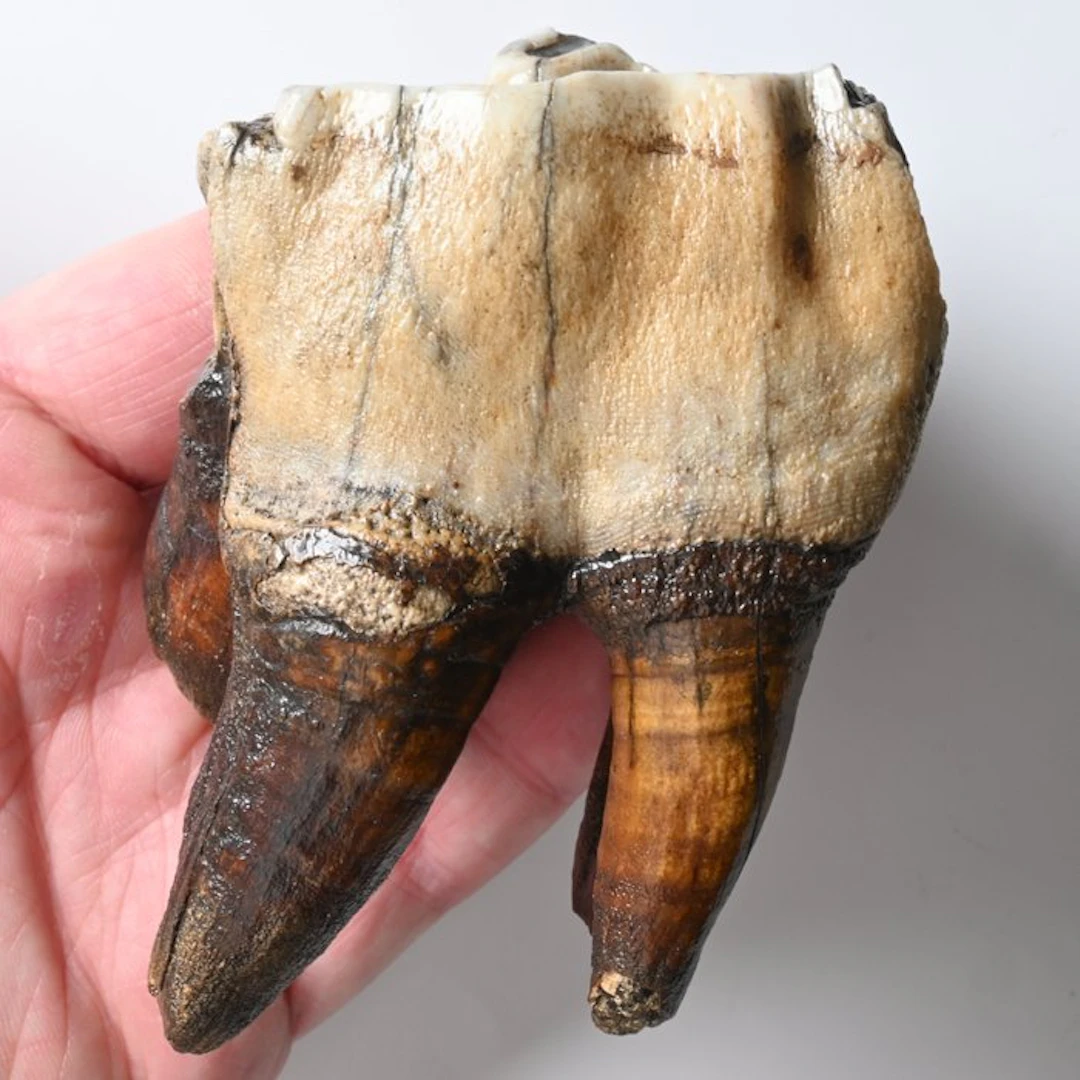 Woolly Rhinoceros - Fossil tooth - Coelodonta...