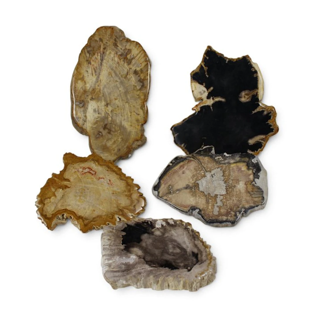 Petrified wood slices - Fossilised wood - Dipterocarpus (No reserve price)