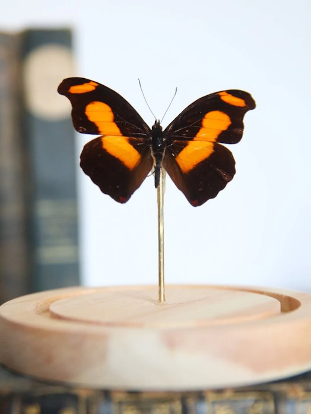 Butterfly Taxidermy full body mount - Catonephele chromis...