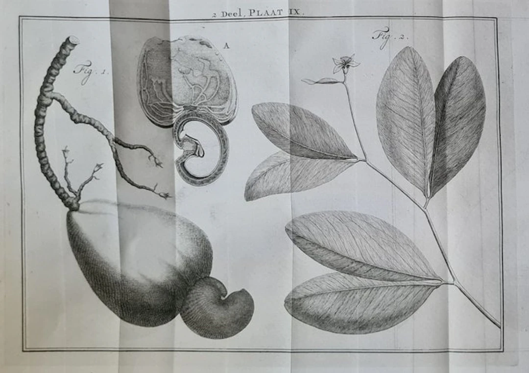 [Martinus Houttuyn]