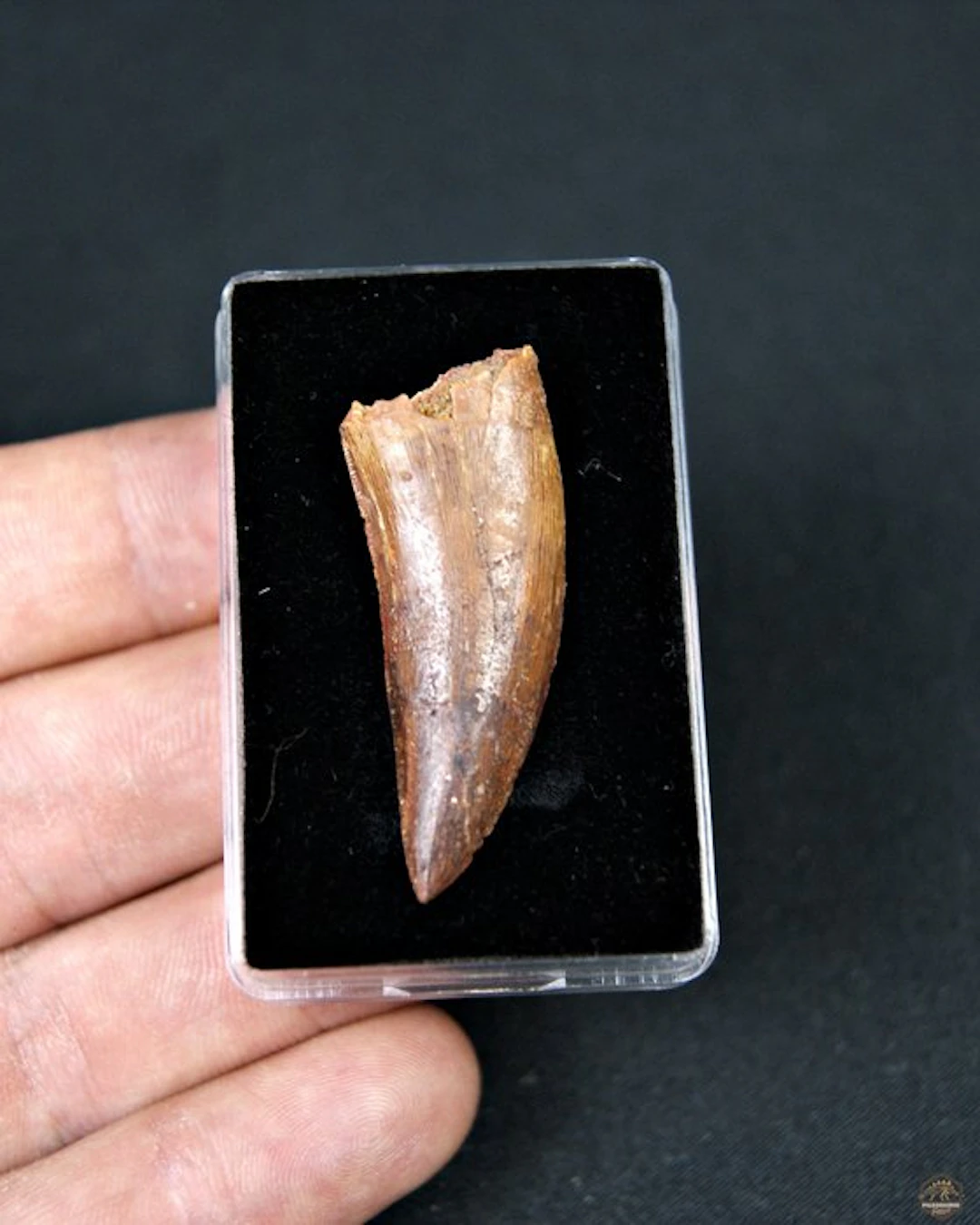 Theropod raptor 'Delta Runner' - Fossil tooth - Deltadromeus agilis