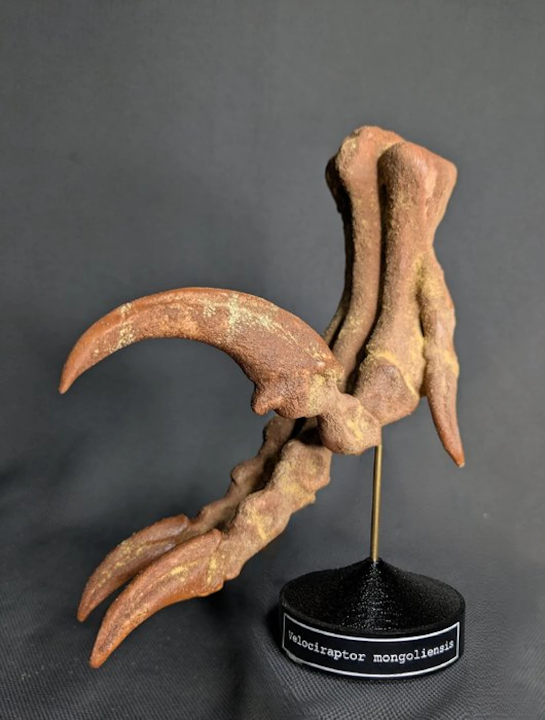 Velociraptor foot with killing claw - Museum Grade...