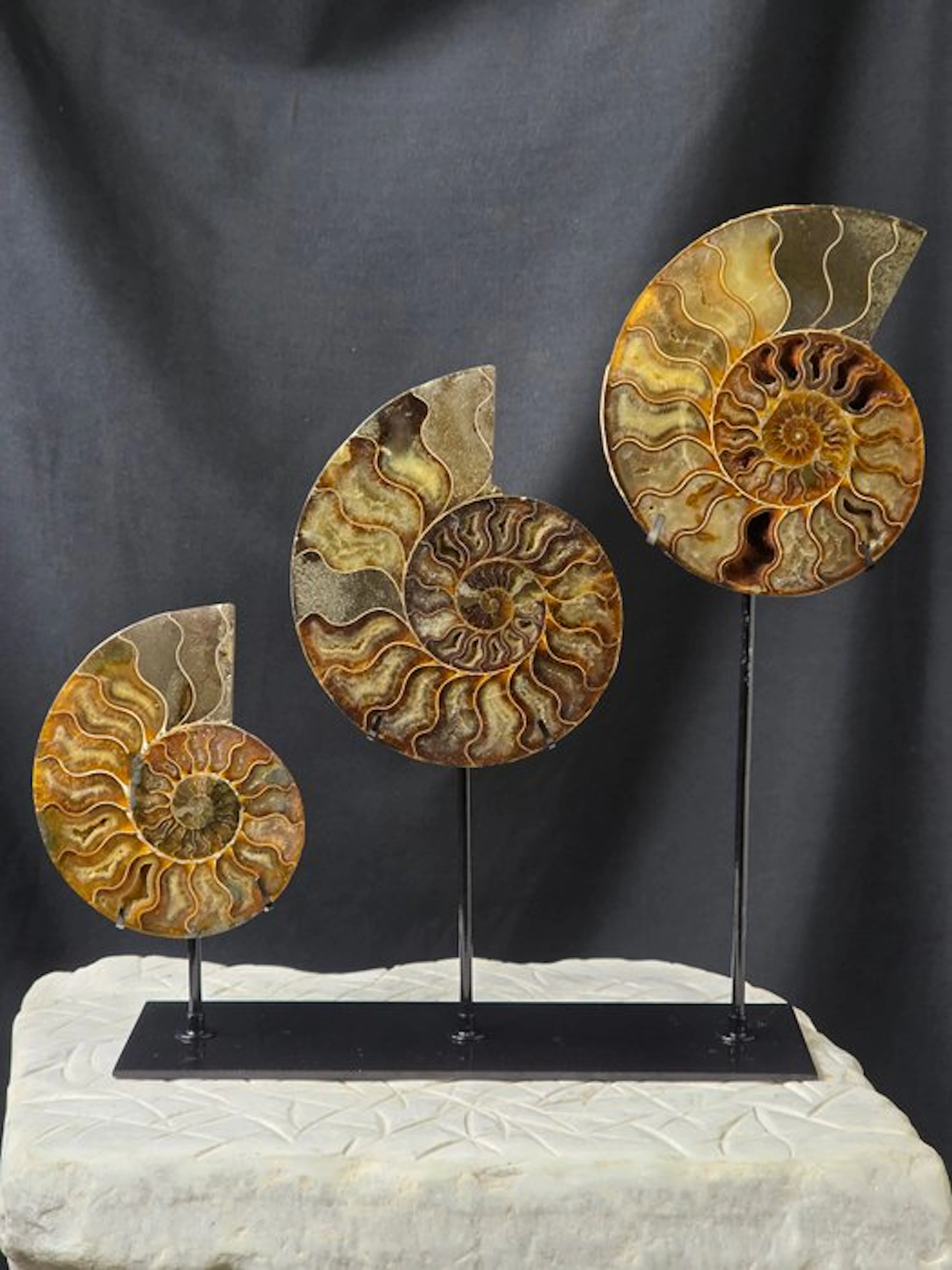 Ammonite - Fossilised animal - Set of 3 Polished...