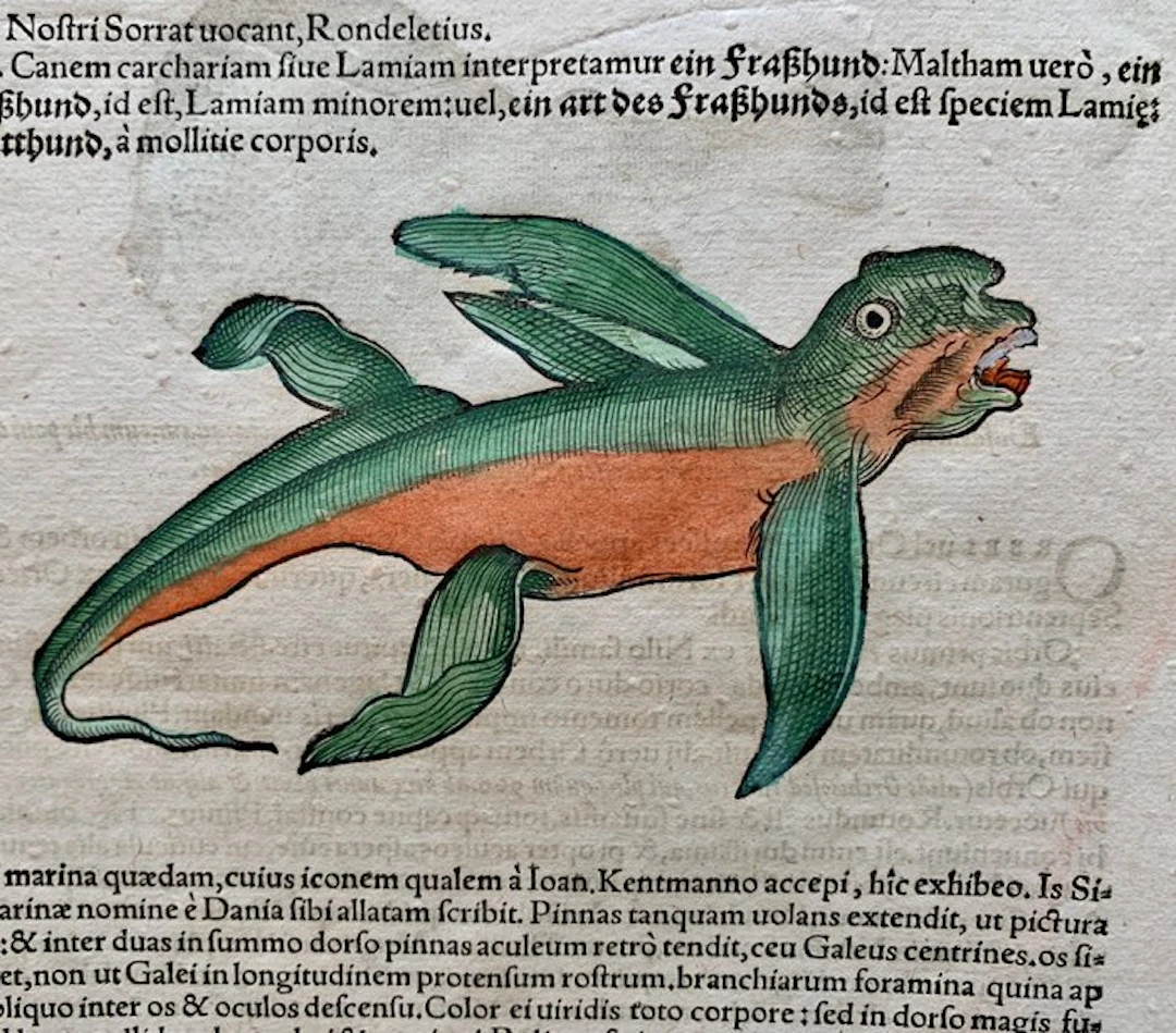 Conrad Gesner - Nomenclator aquatilium animantium - 1560