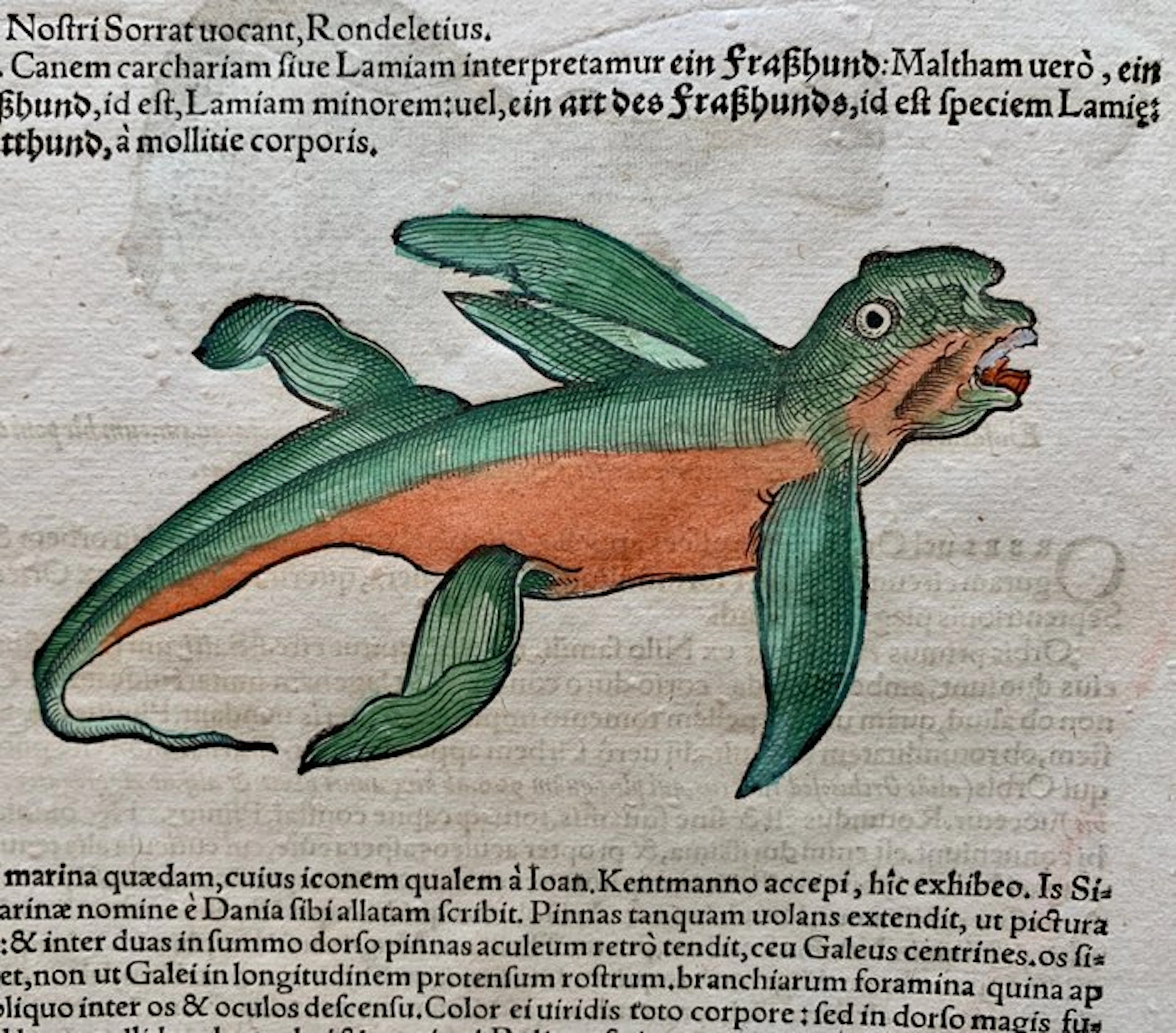 Conrad Gesner - Nomenclator aquatilium animantium - 1560