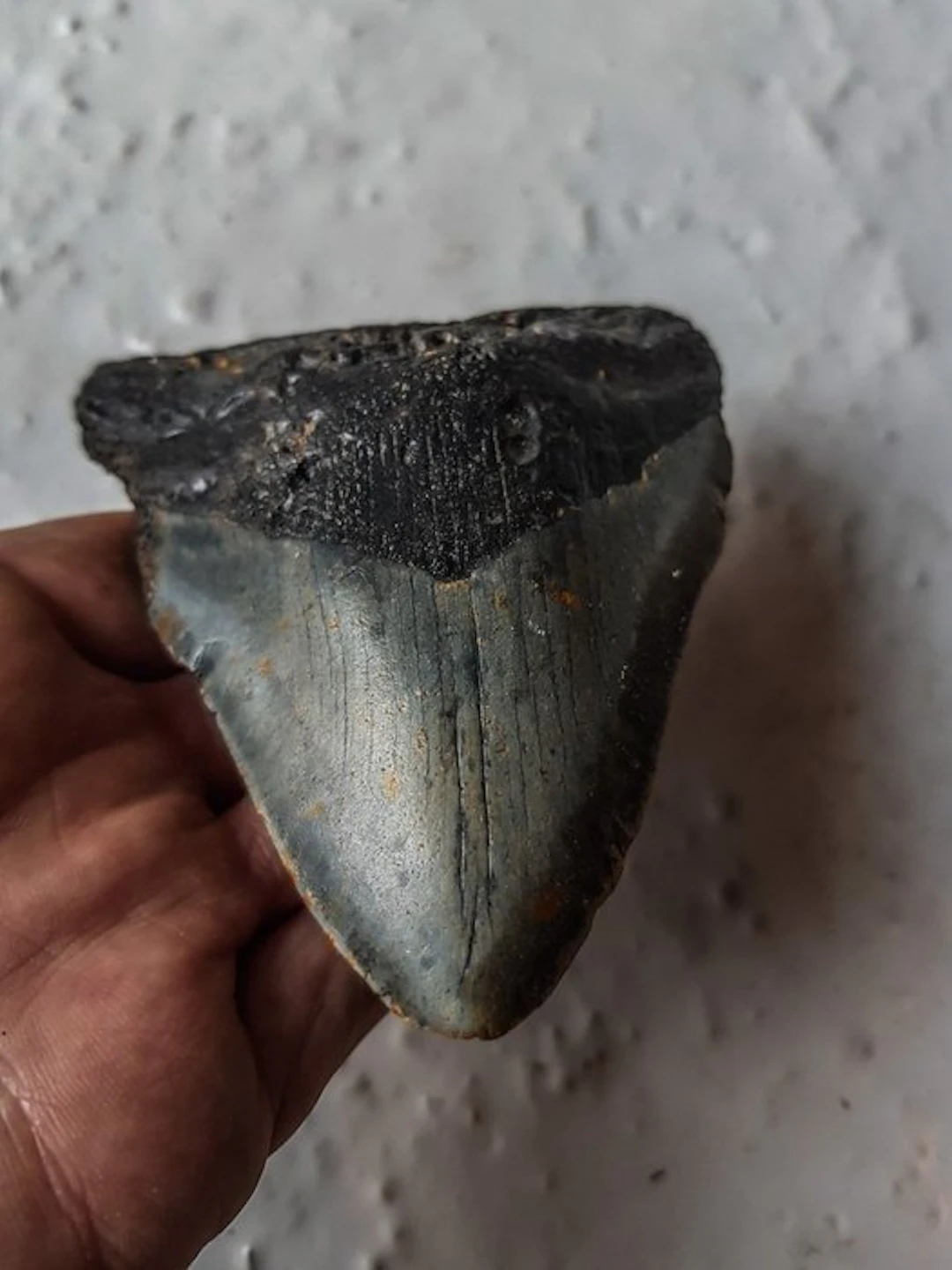 Megalodon - Fossil tooth - 11.5 cm - 9.5 cm