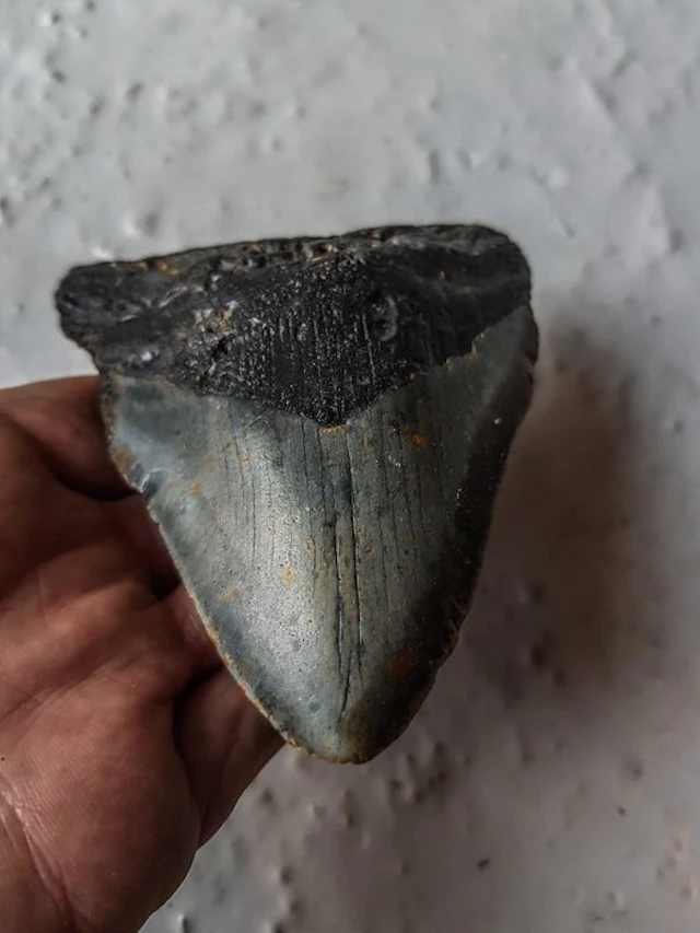 Megalodon - Fossil tooth - 11.5 cm - 9.5 cm