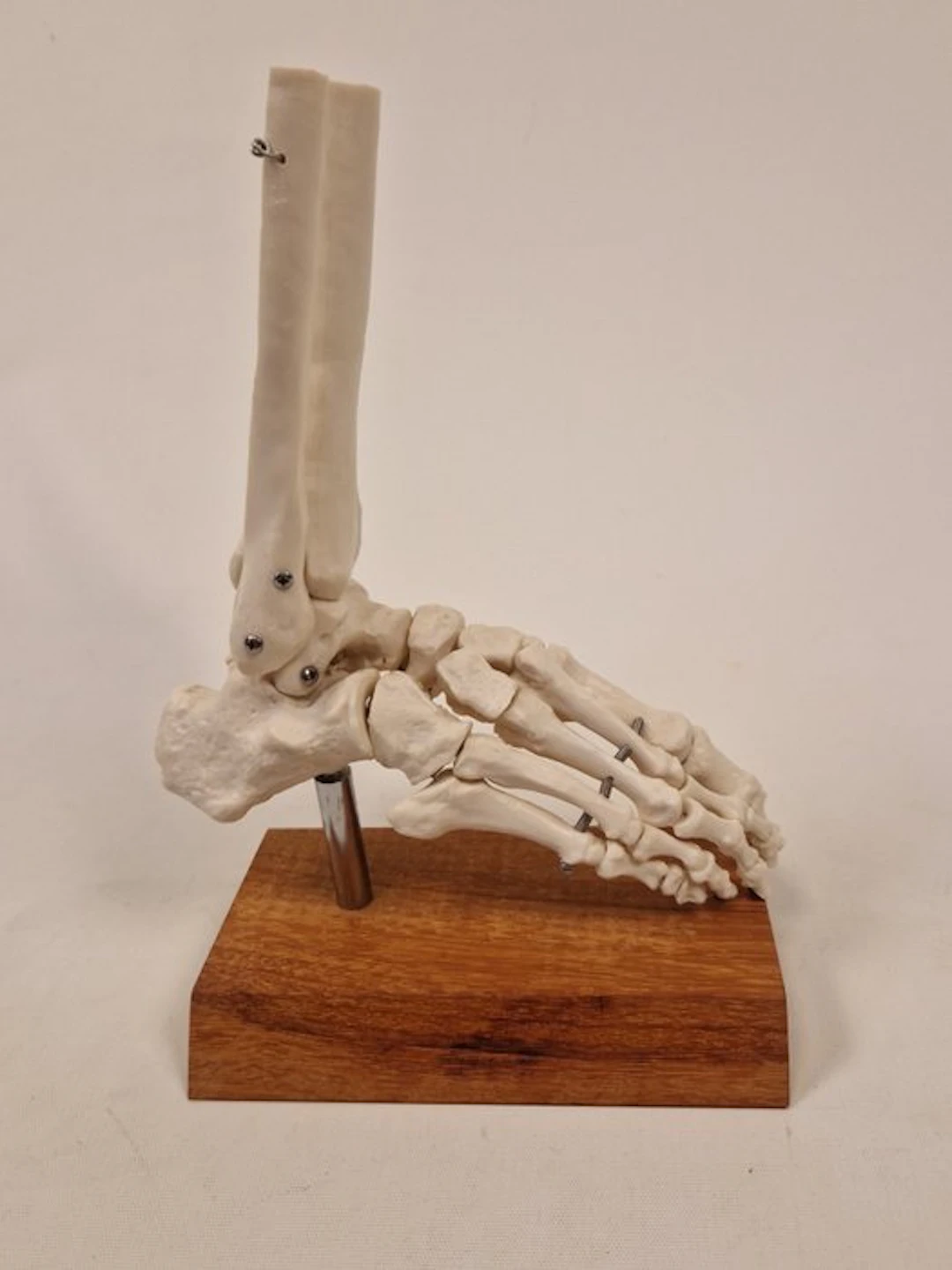 Anatomical model - plastic - 1980-1990 - Vintage anatomical foot
