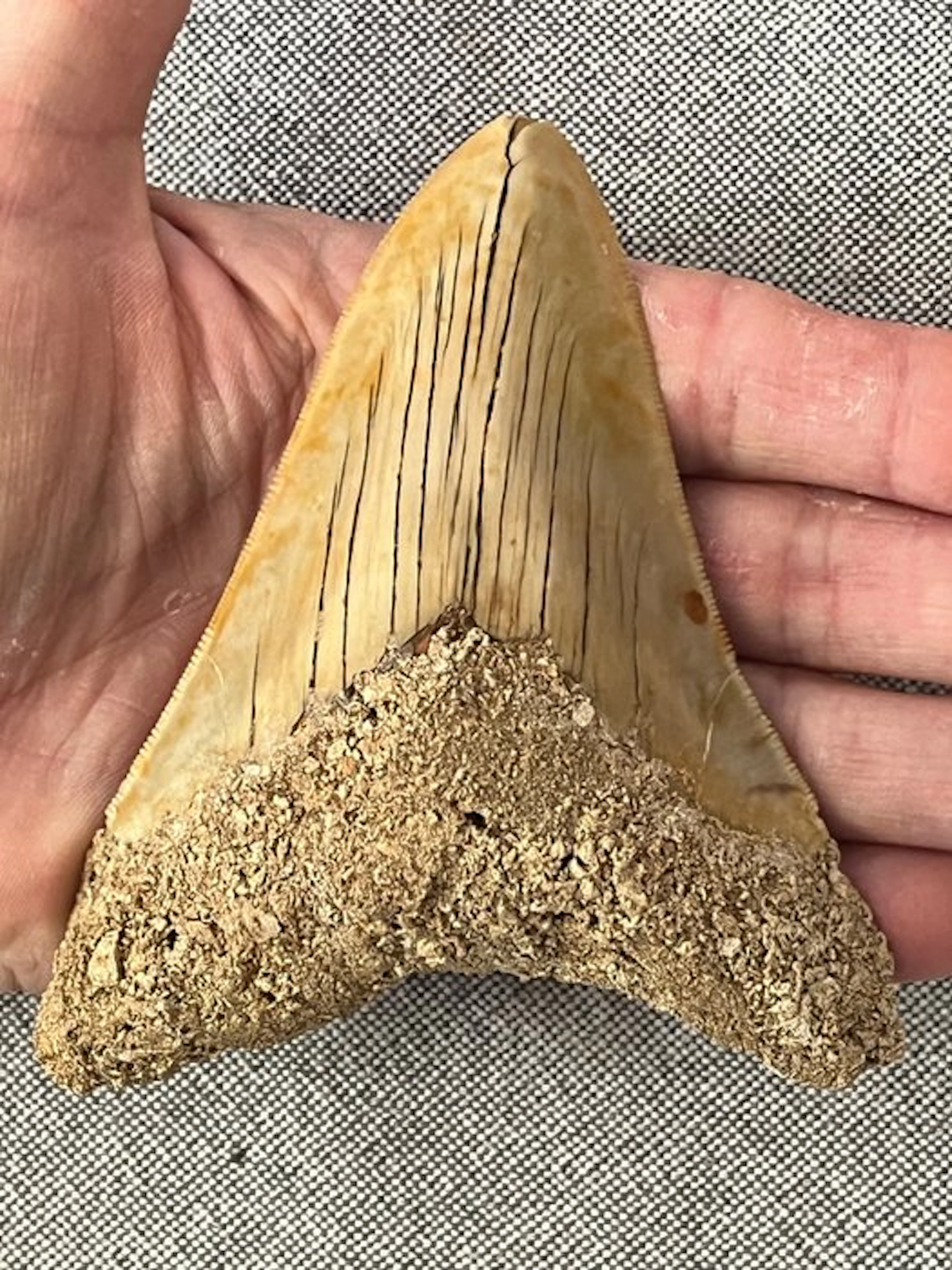Megalodon tooth 11,4 cm - Fossil tooth - Carcharocles megalodon
