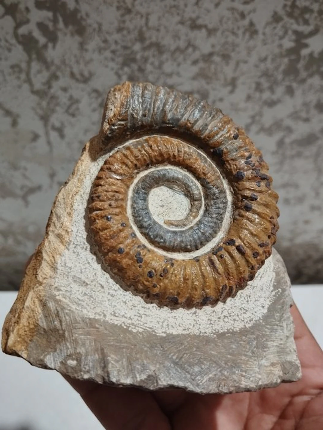 Ammonite - Fossilised animal - 10 cm - 9 cm