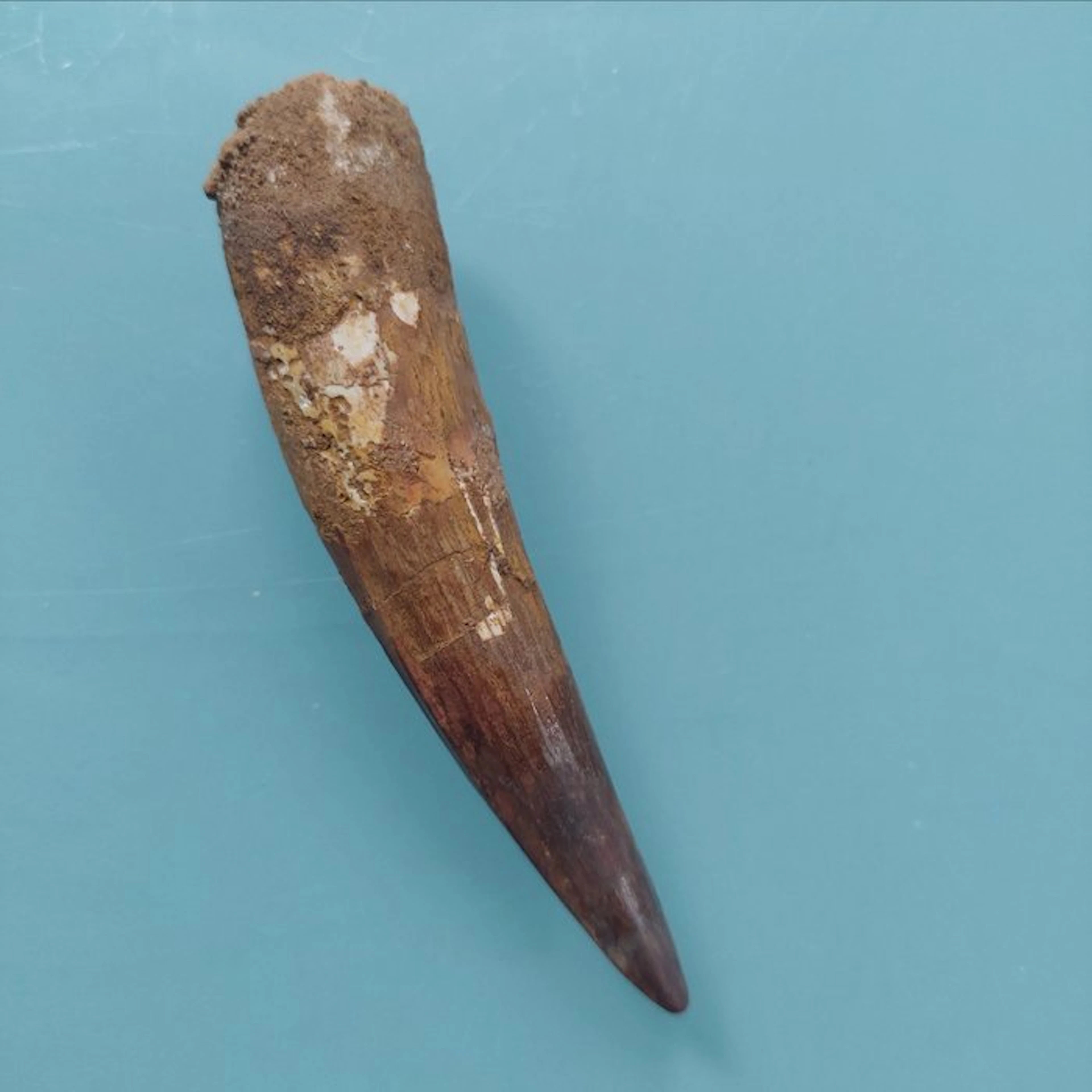 Spinosaur - Fossil tooth - 100 mm - 22 mm
