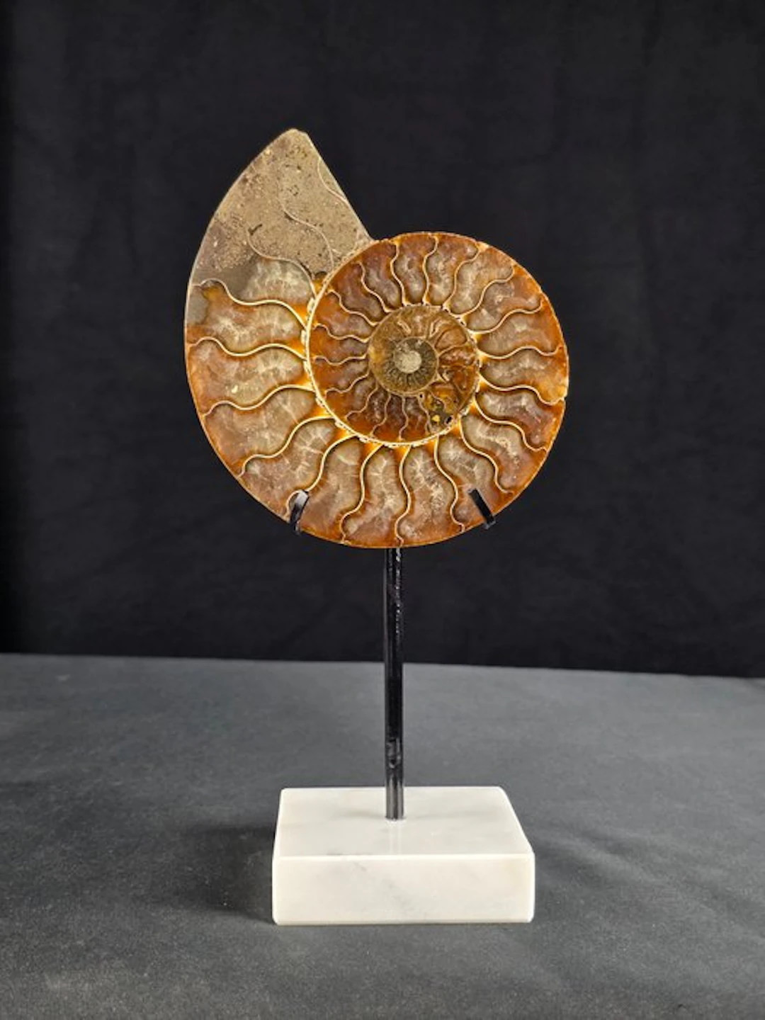 Ammonite - Fossilised animal - Aioloceras (Cleoniceras) sp