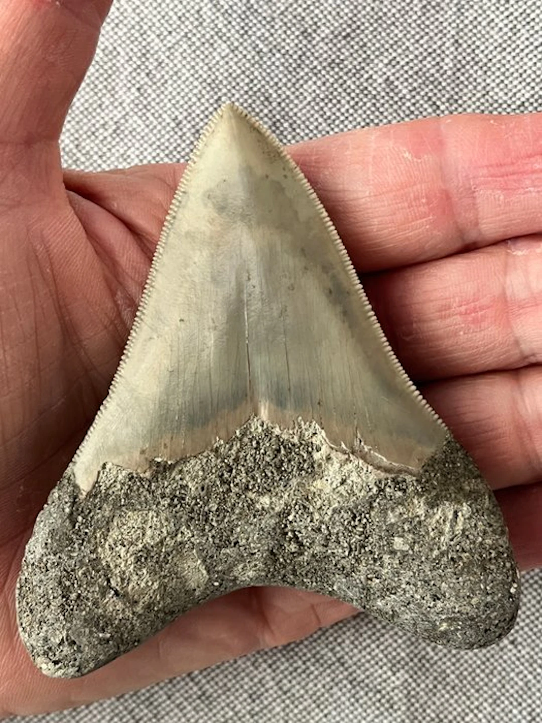 Megalodon tooth 9,1 cm - Fossil tooth - Carcharocles megalodon