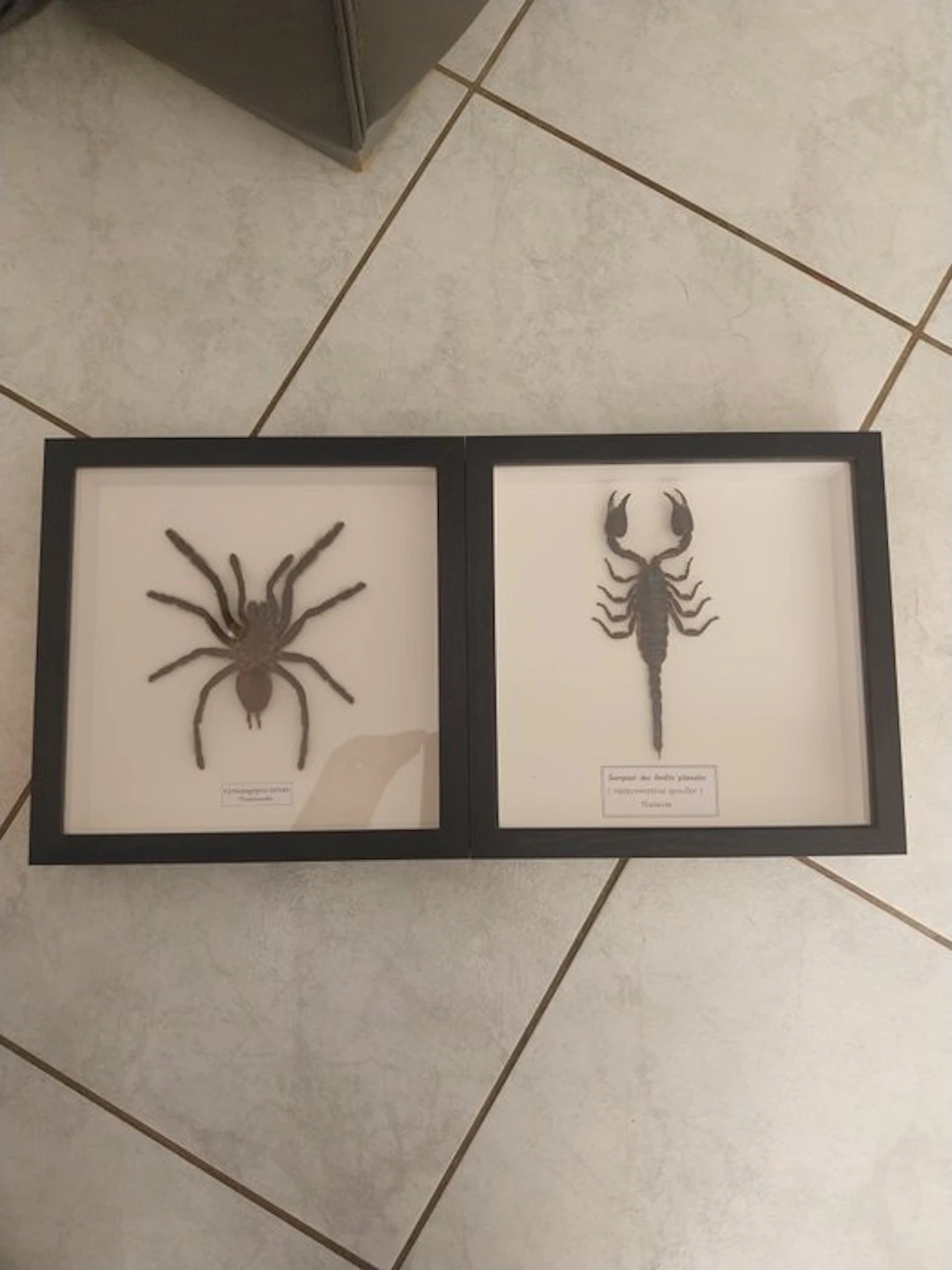 Scorpion Taxidermy full body mount - Heterometrus...
