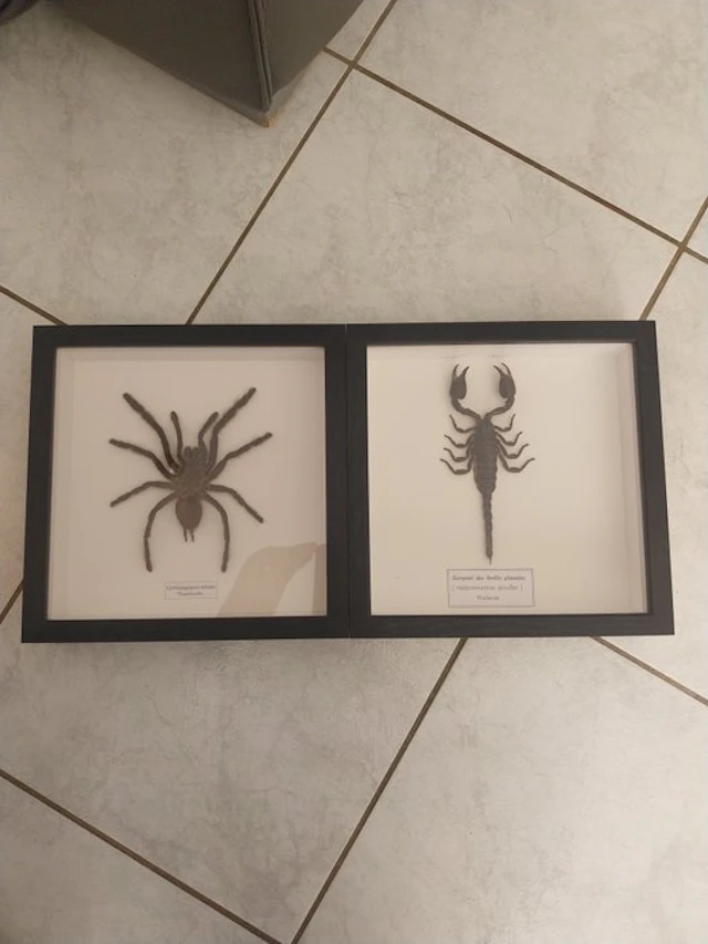 Scorpion Taxidermy full body mount - Heterometrus...