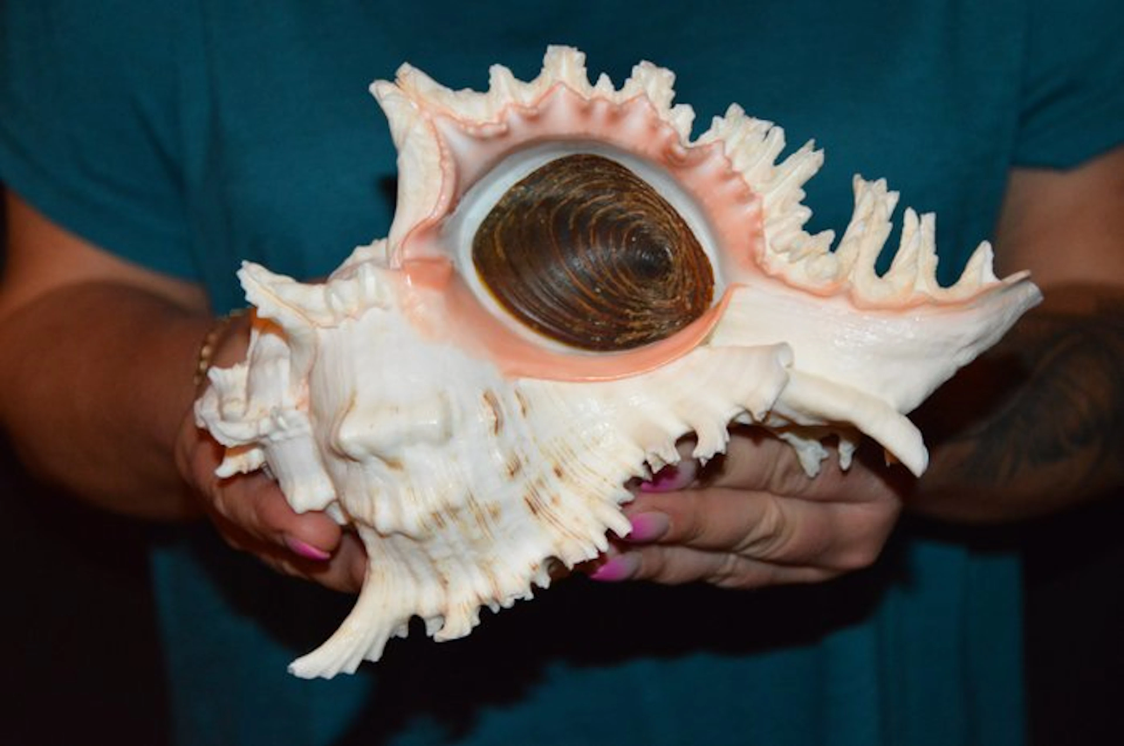 Sea Snail Sea shell - S-658 CHICOREUS RAMOSUS