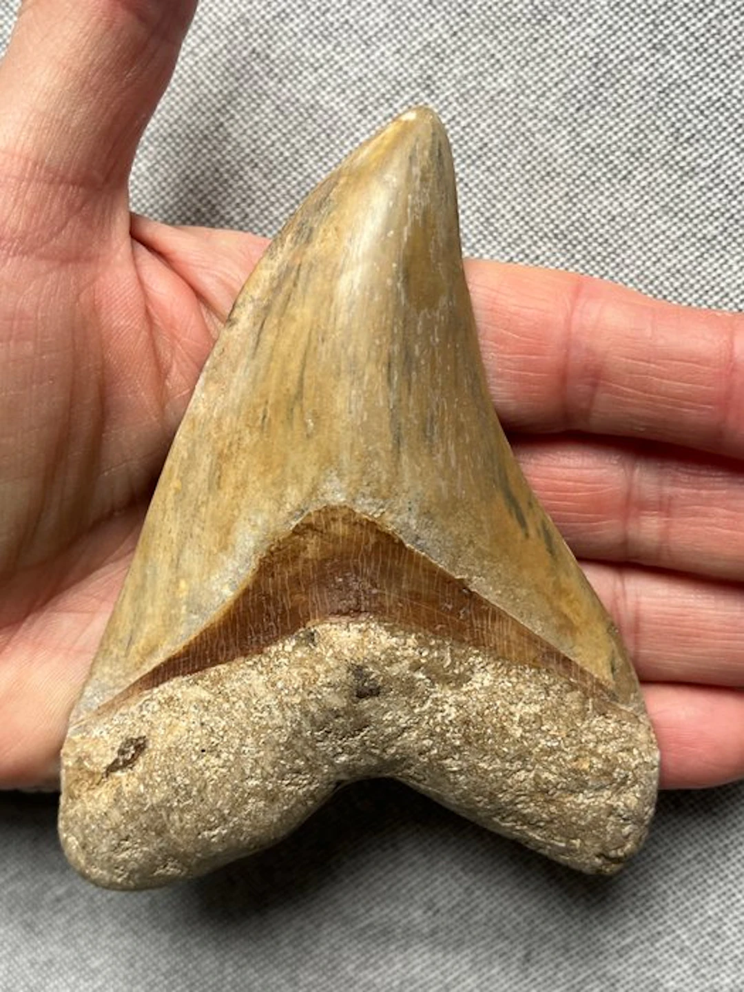 Megalodon tooth 11,9 cm - Fossil tooth - Carcharocles megalodon