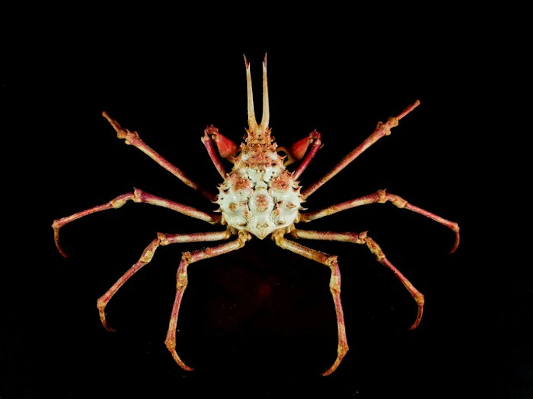 Extremely rare collectible crab