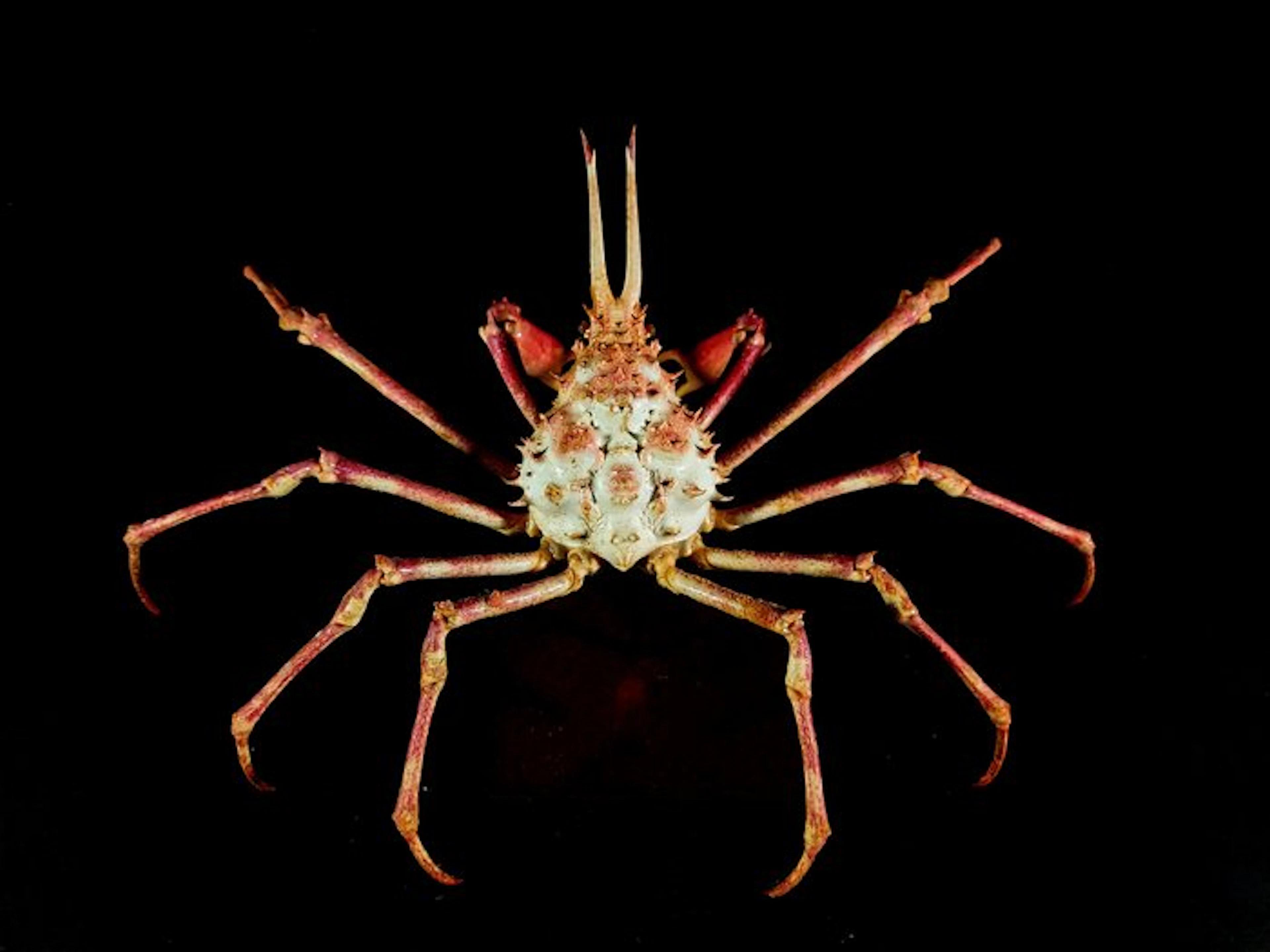 Extremely rare collectible crab